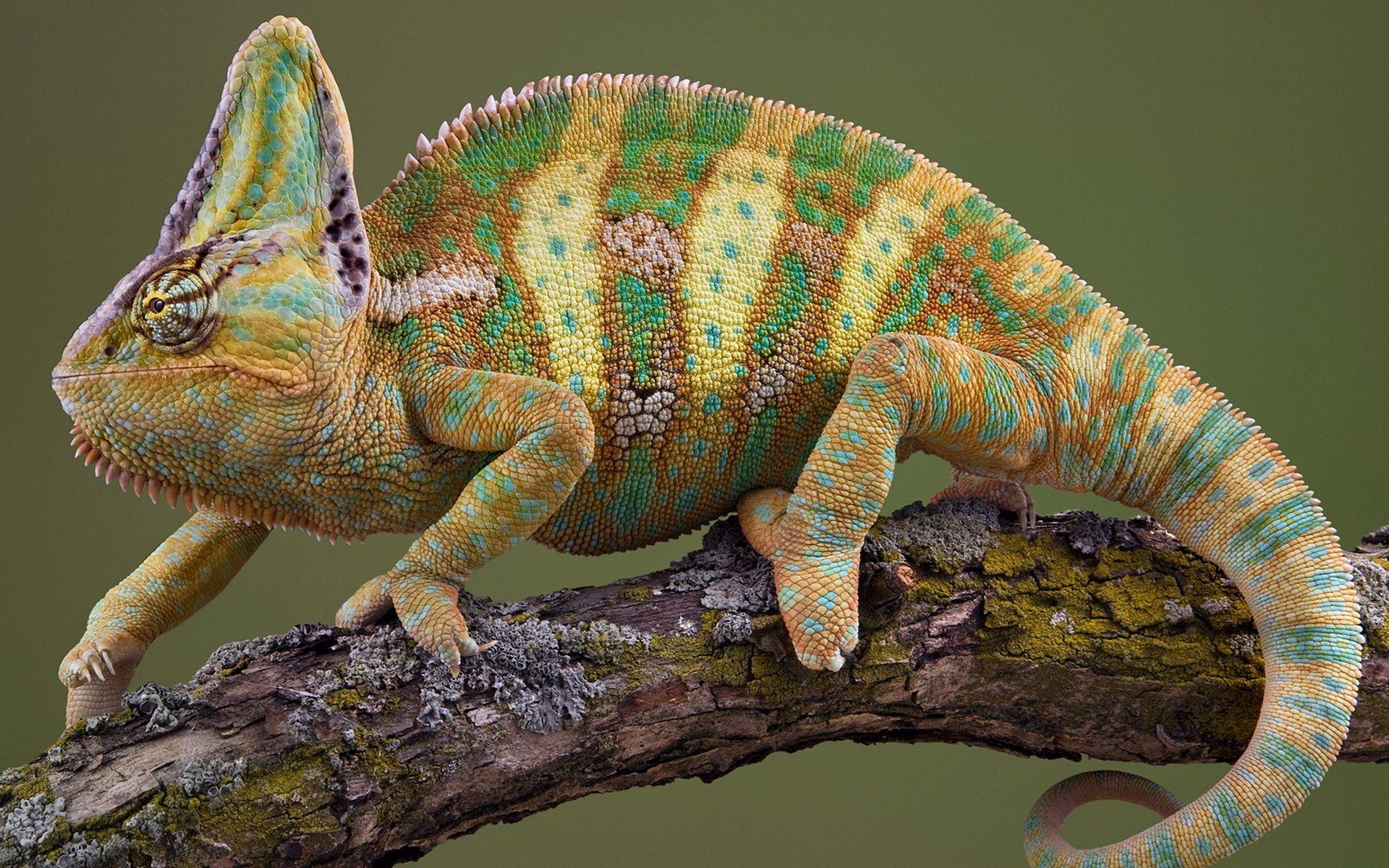 veiled chameleon wallpaper pet