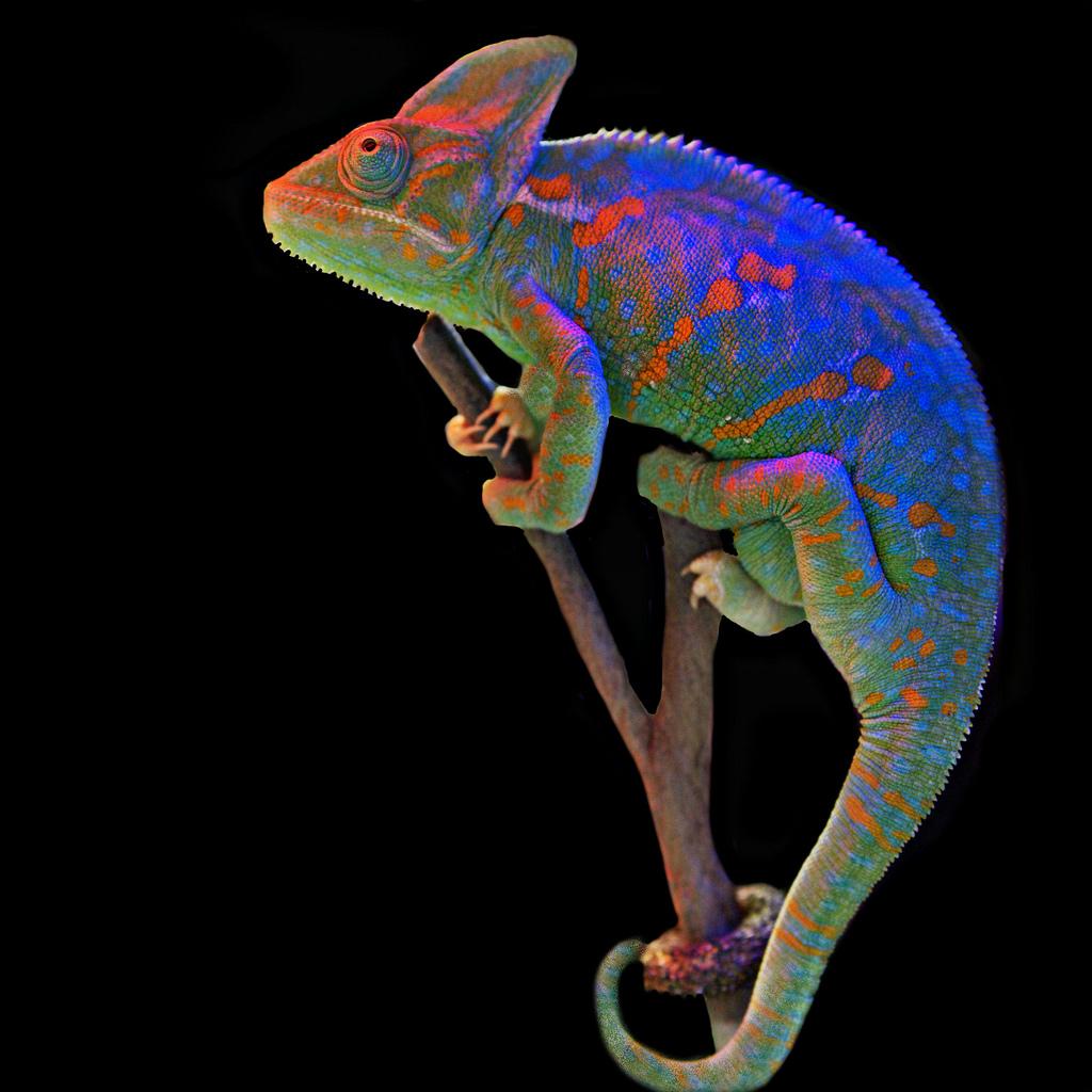 Free download full grown veiled chameleon wallpaper 3jpg