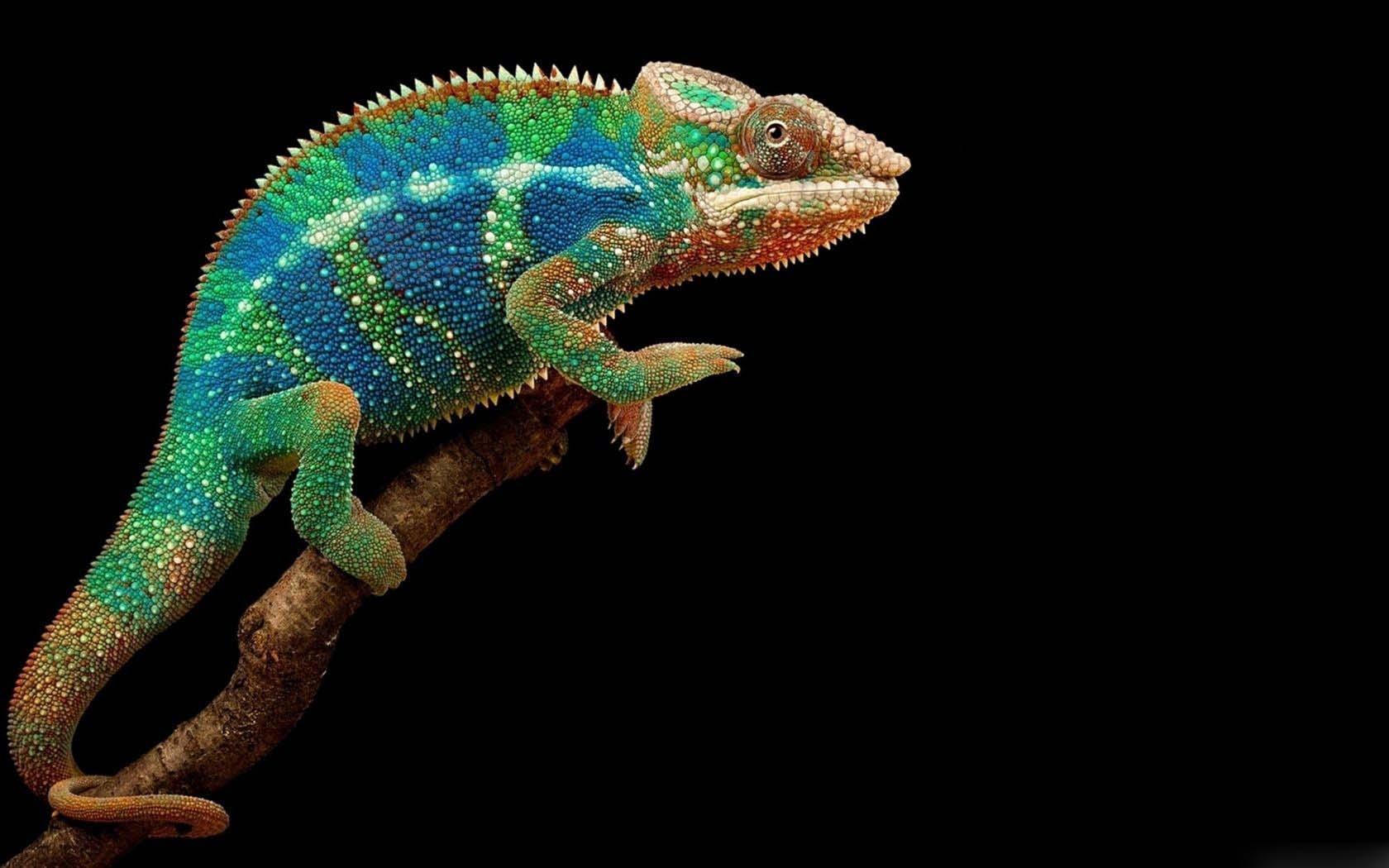 Panther Chameleon Wallpaper HD Download