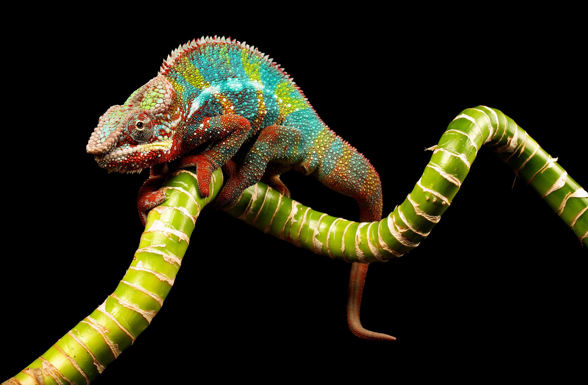 Colorful Chameleon Wallpaper