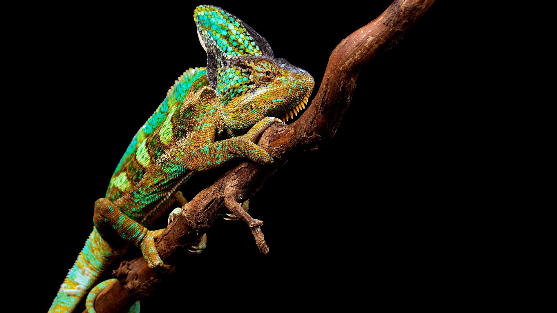 chameleon wallpaper for desktop. chameleon