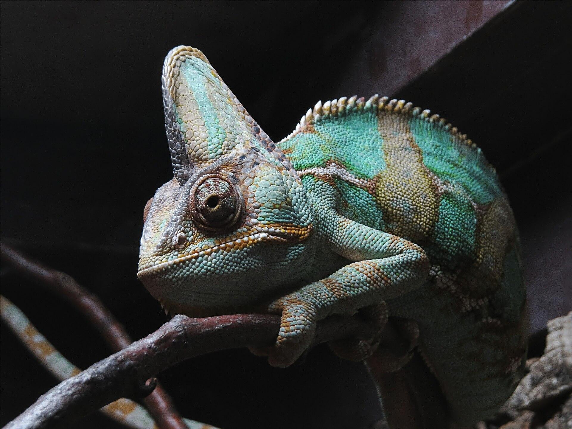 Free photo: Veiled Chameleon, Lizard, Wild