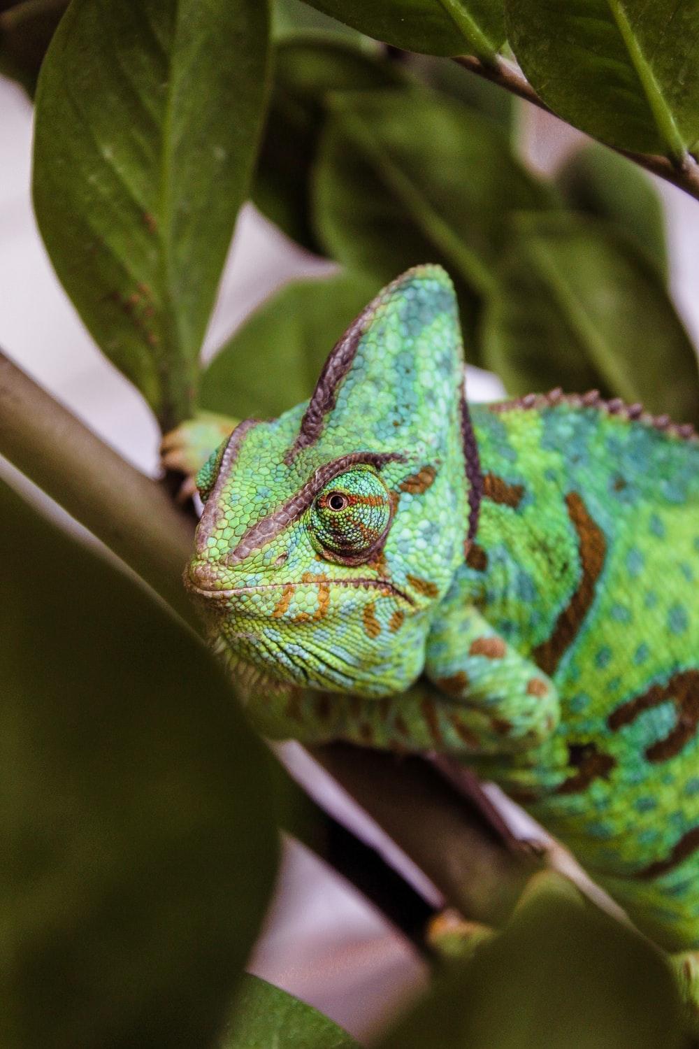 Veiled Chameleon Picture. Download Free Image