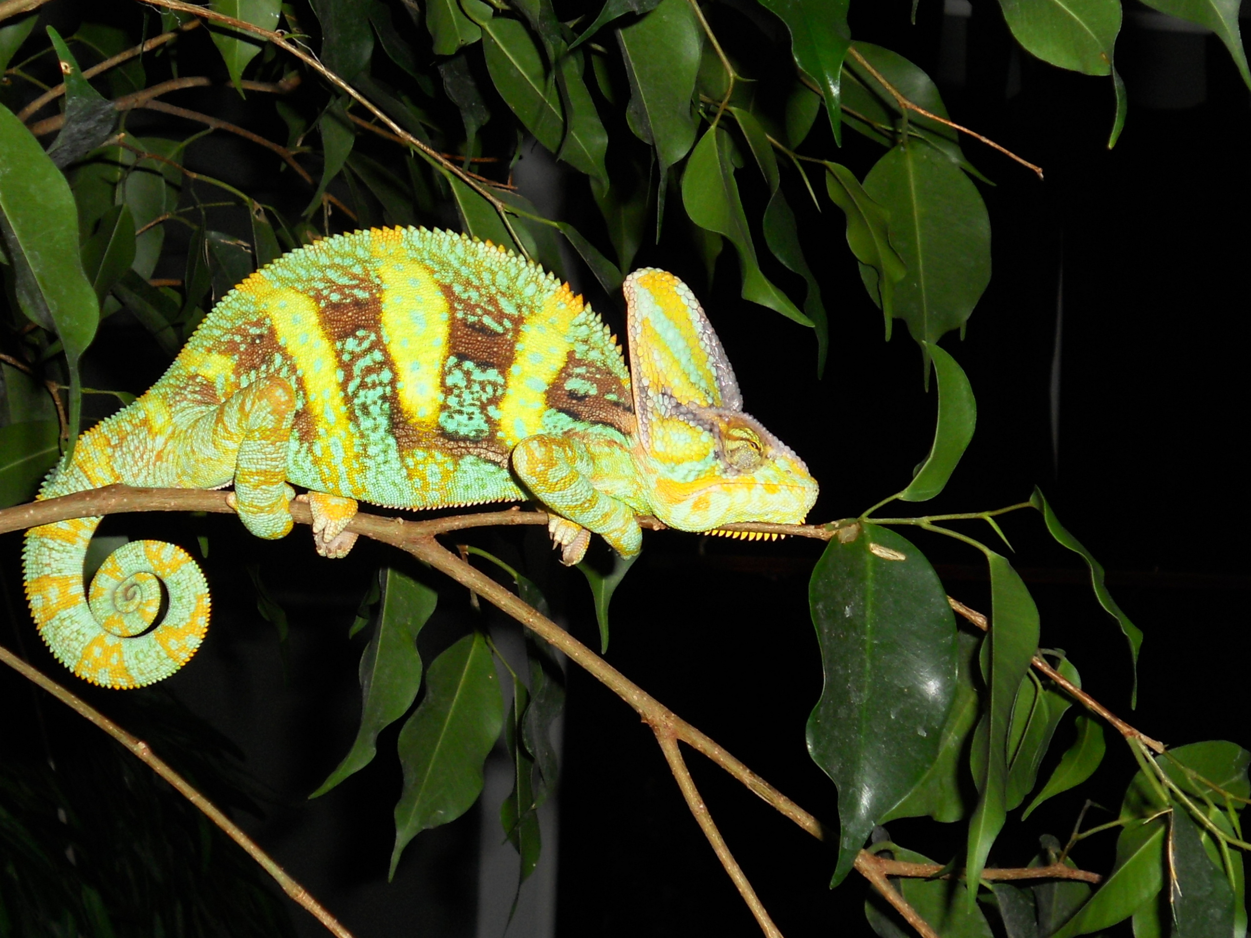 Picasso; 4 month old Veiled Chameleon Wallpaper