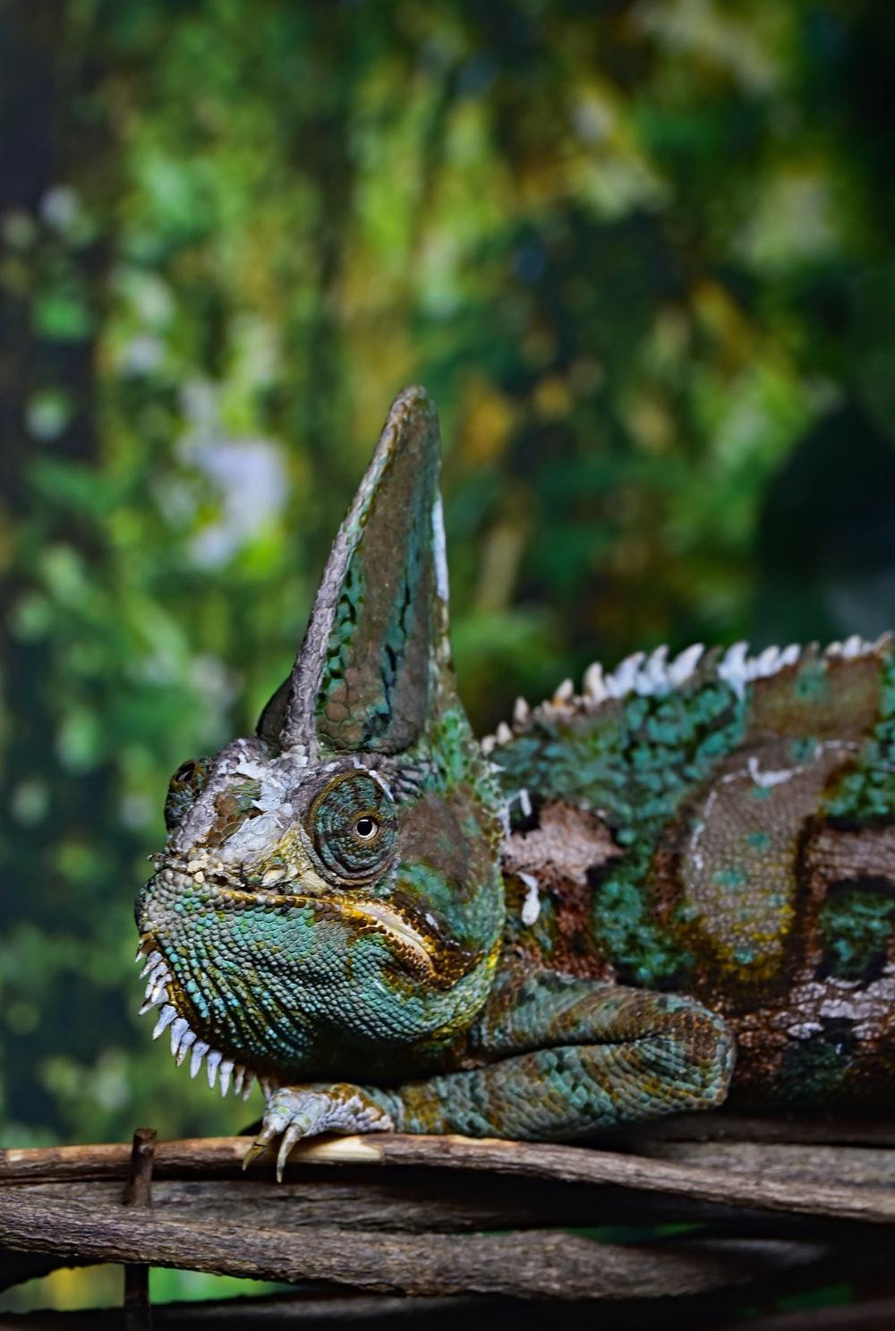 closeup photography of chameleon on tree branch photo