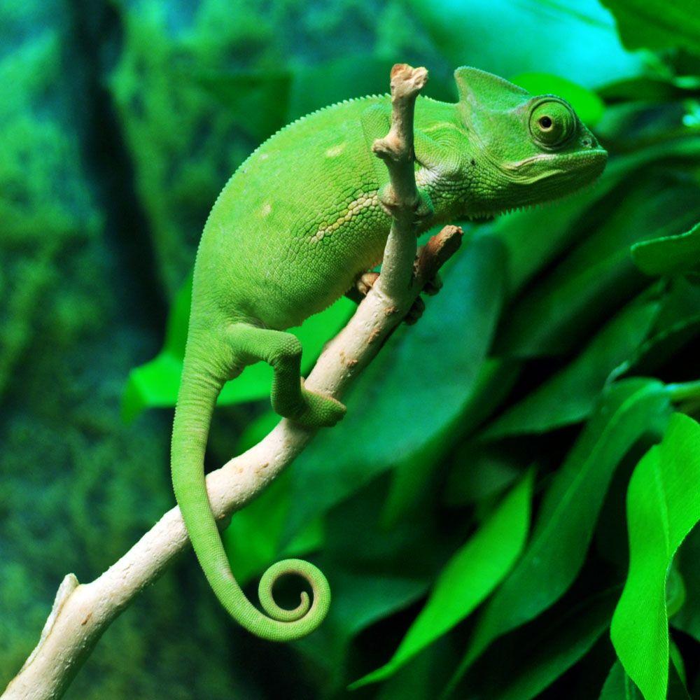 chameleon reference for crafting