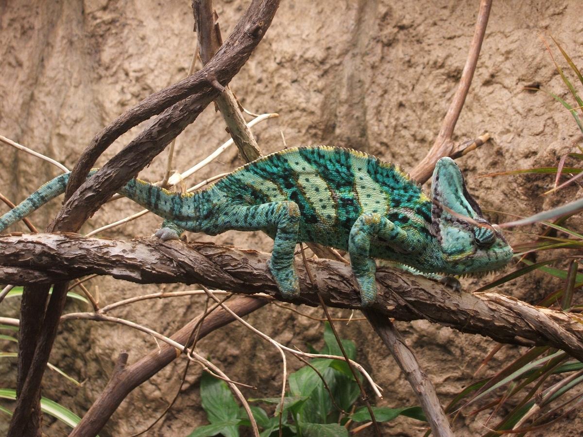 Veiled Chameleon Facts, Habitat, Diet, Baby, Pet Care, Picture