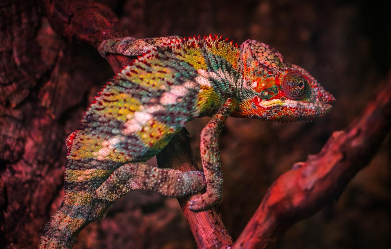 Wallpaper Color, Lizard, Chameleon, Head, Reptile, Head