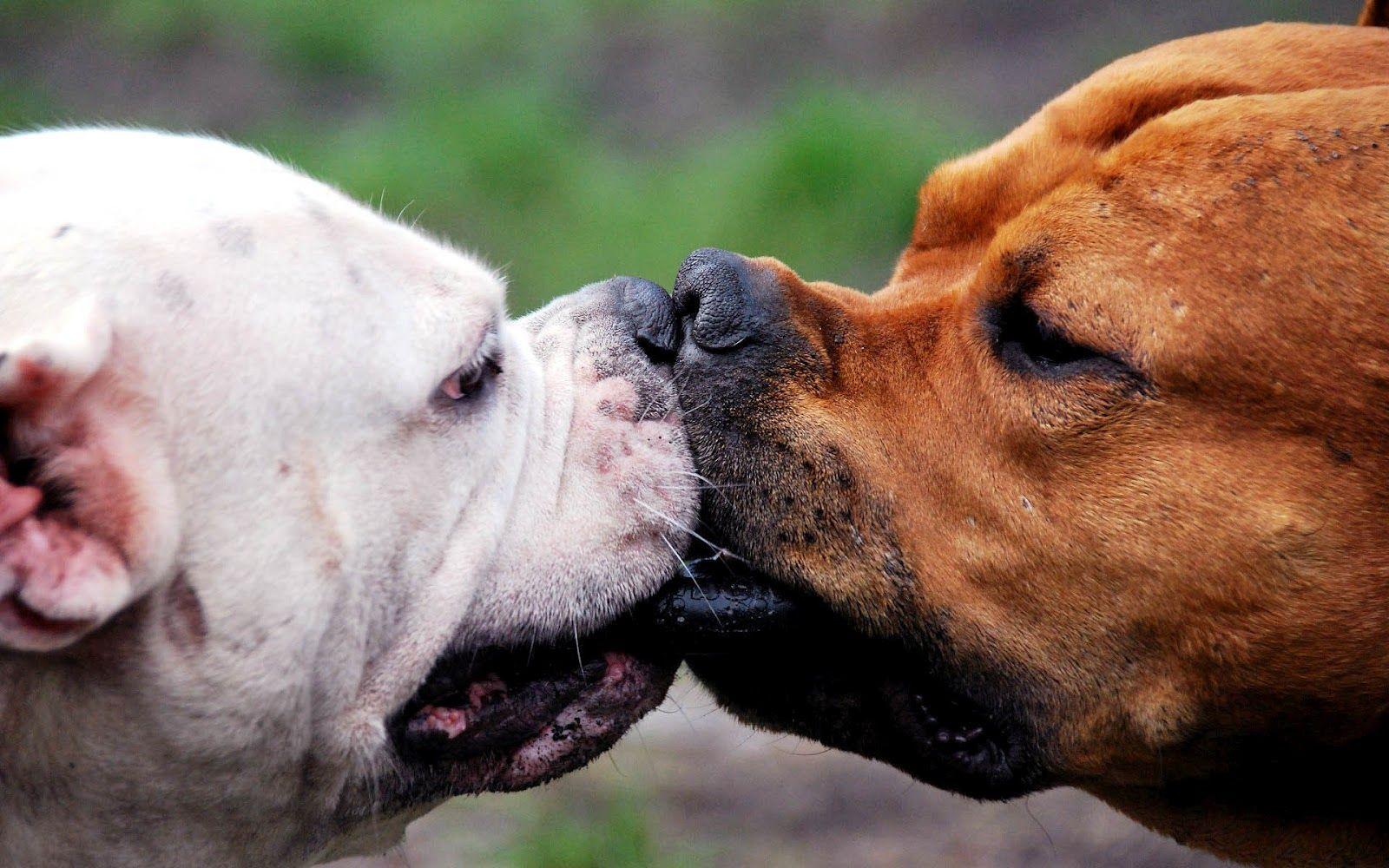 Two dogs kissing. Animals kissing, Funny dog videos, Funny