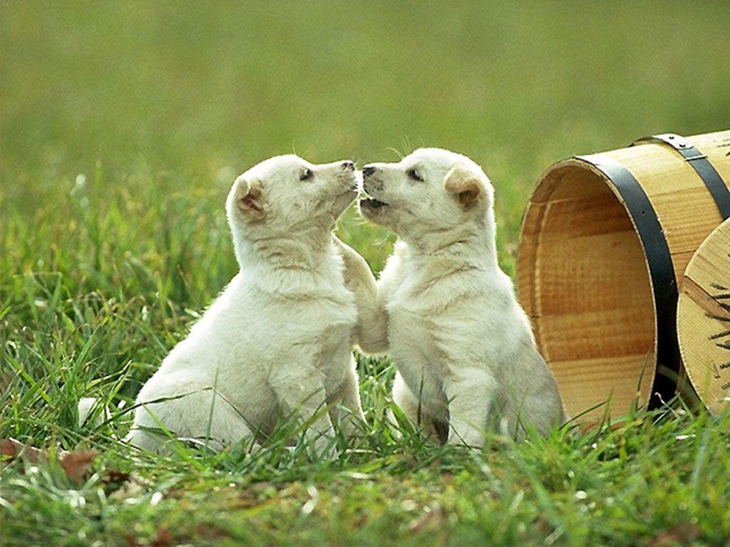 Cute Kissing Puppies 08. Cute Dog Picture, Cute Puppies