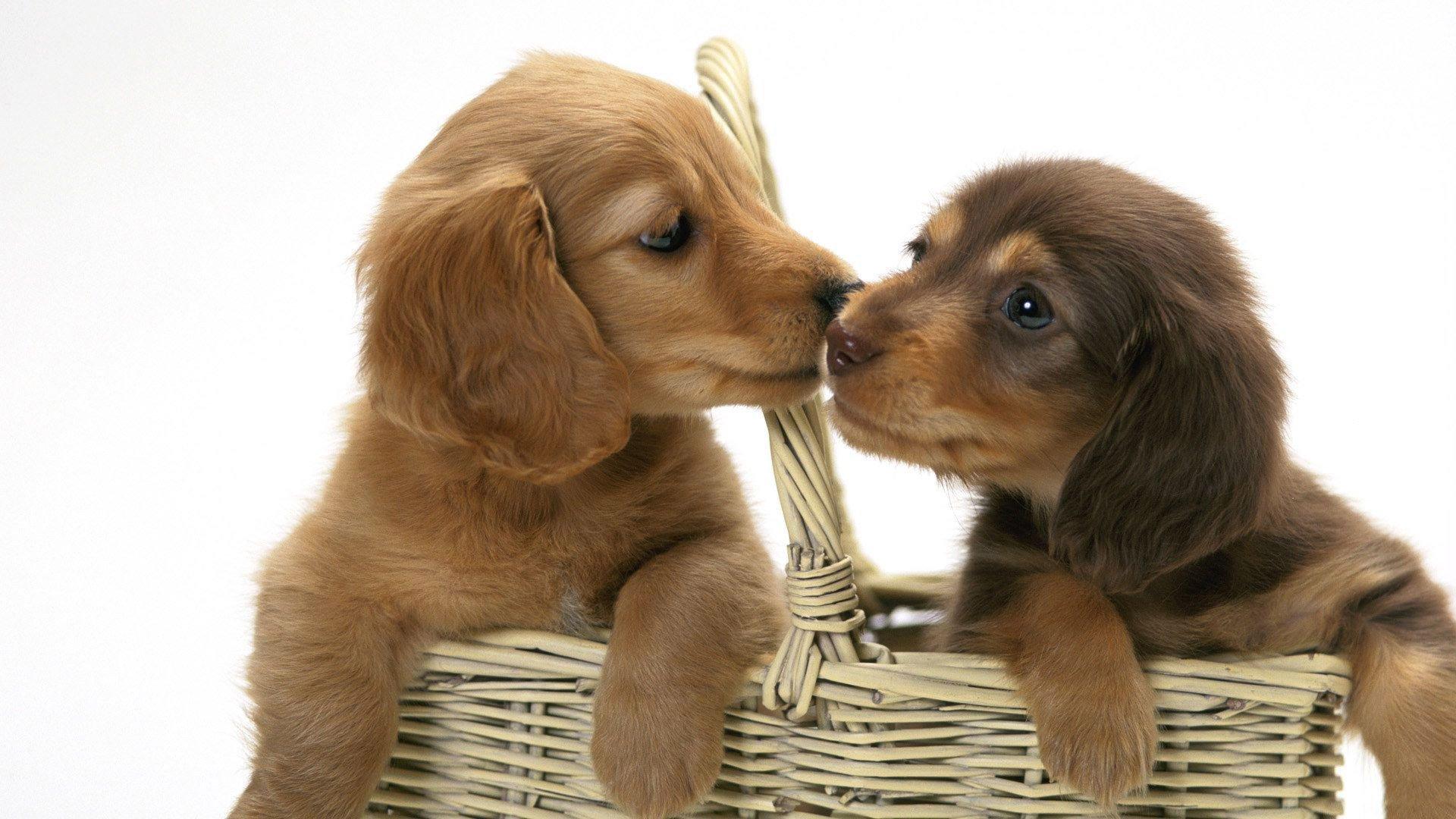 Kissing Puppies HD Wallpaper. Background Imagex1080
