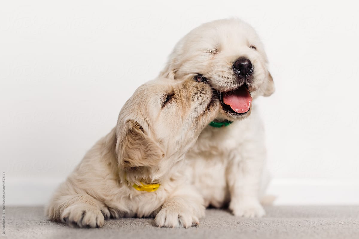 golden retriever puppy dogs kissing
