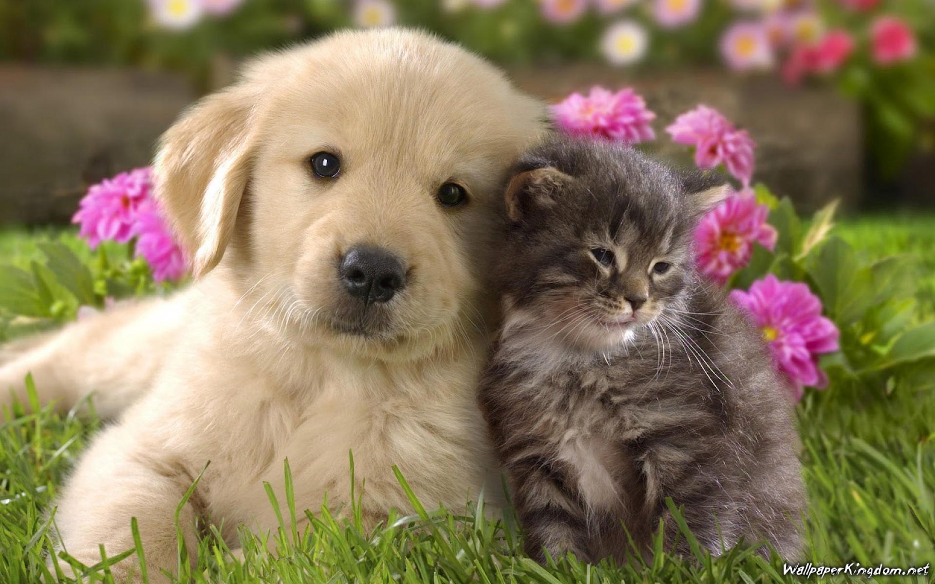 Cat And Dog Cute HD Wallpaper Cat And Dog, HD