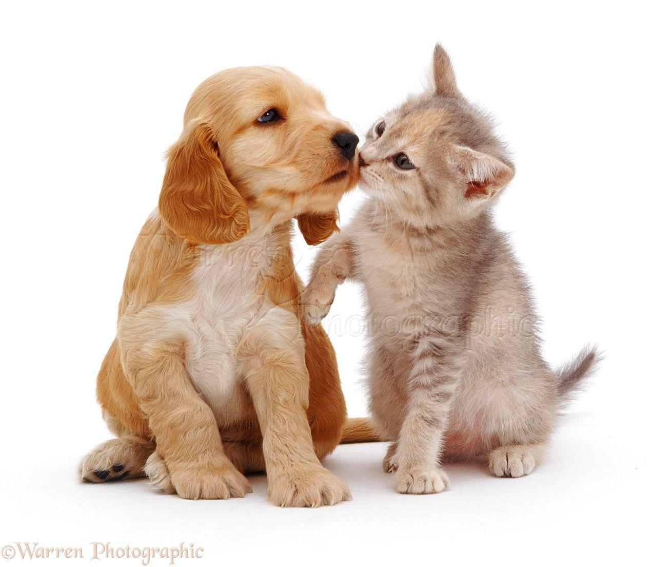 Puppies and Kittens Kissing. Cute Kittens And Puppies