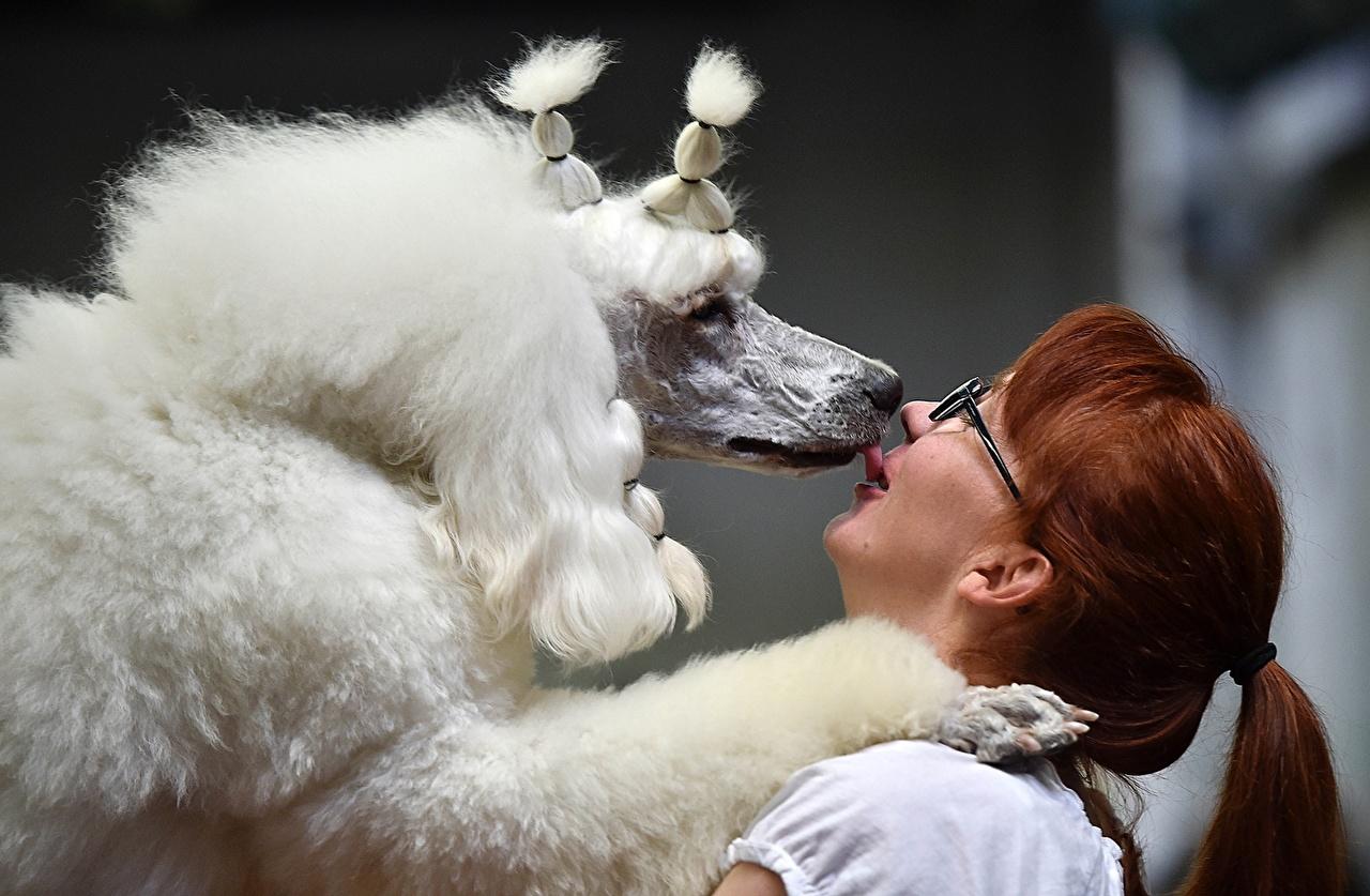 Desktop Wallpaper Poodle Dogs Kiss Girls White animal
