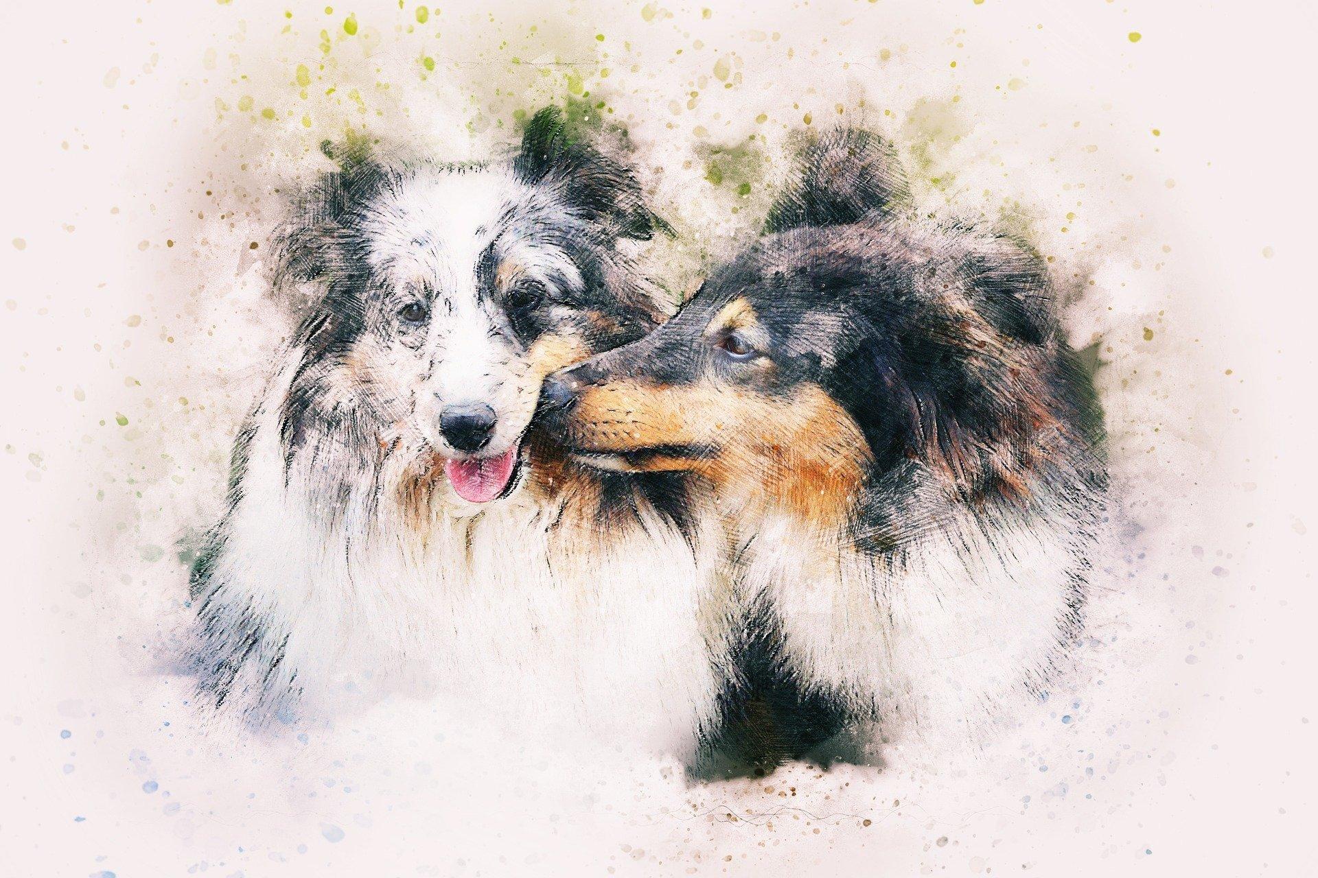 Male Rough Collie Kissing a Female HD Wallpaper. Background