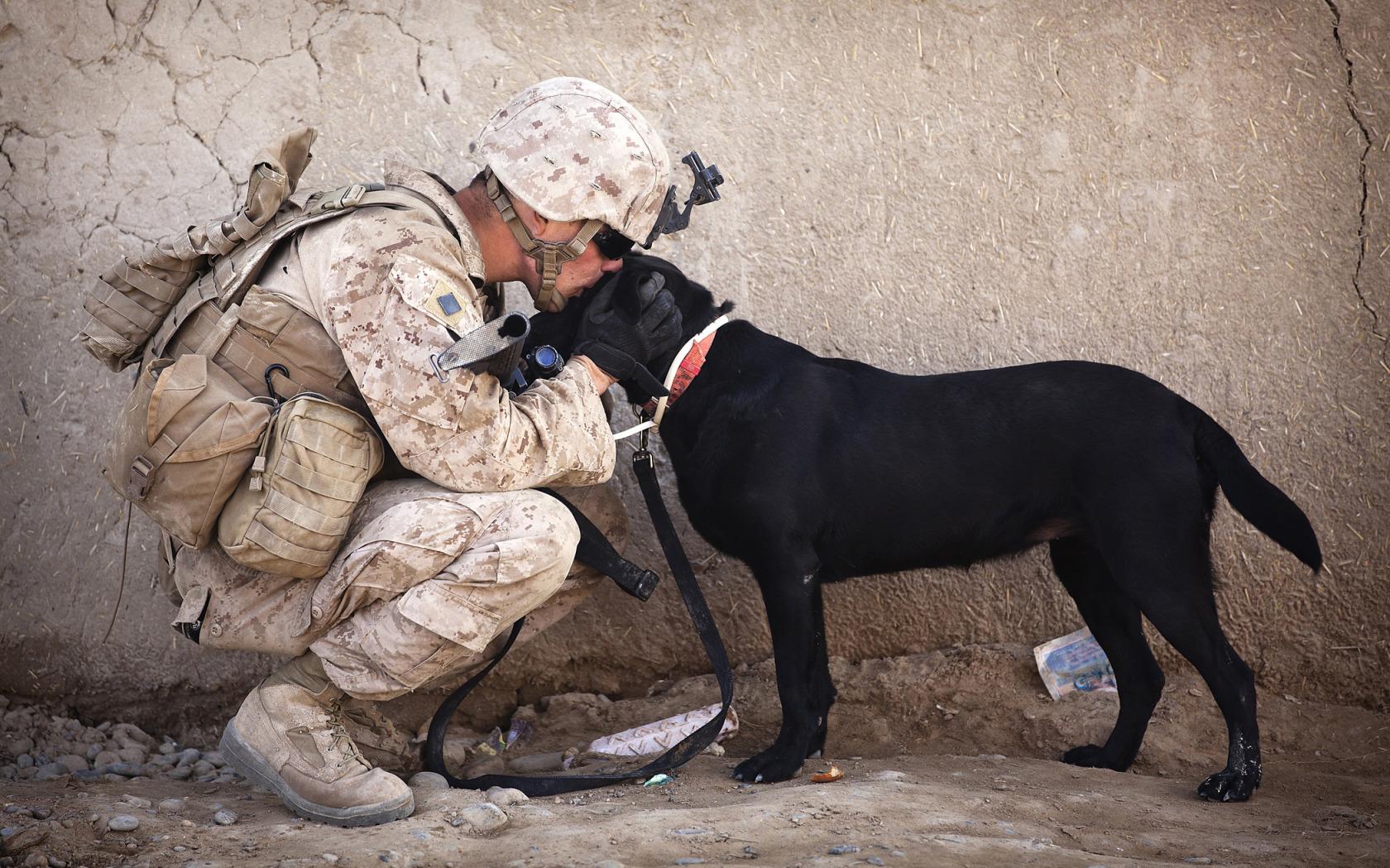 Soldier Kissing Dog Widescreen Wallpaper. Wide Wallpaper.NET