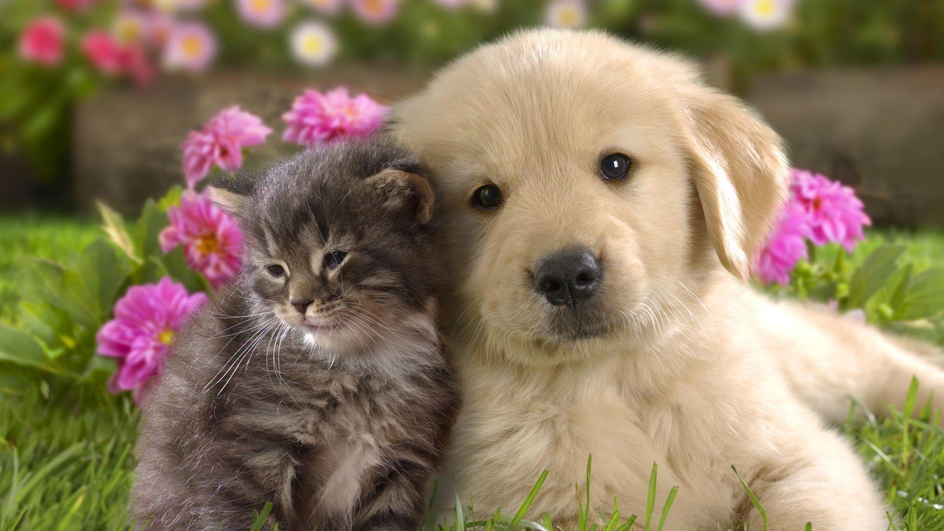 Cute Cat And Dog Wallpaper Dogs And Cats, HD