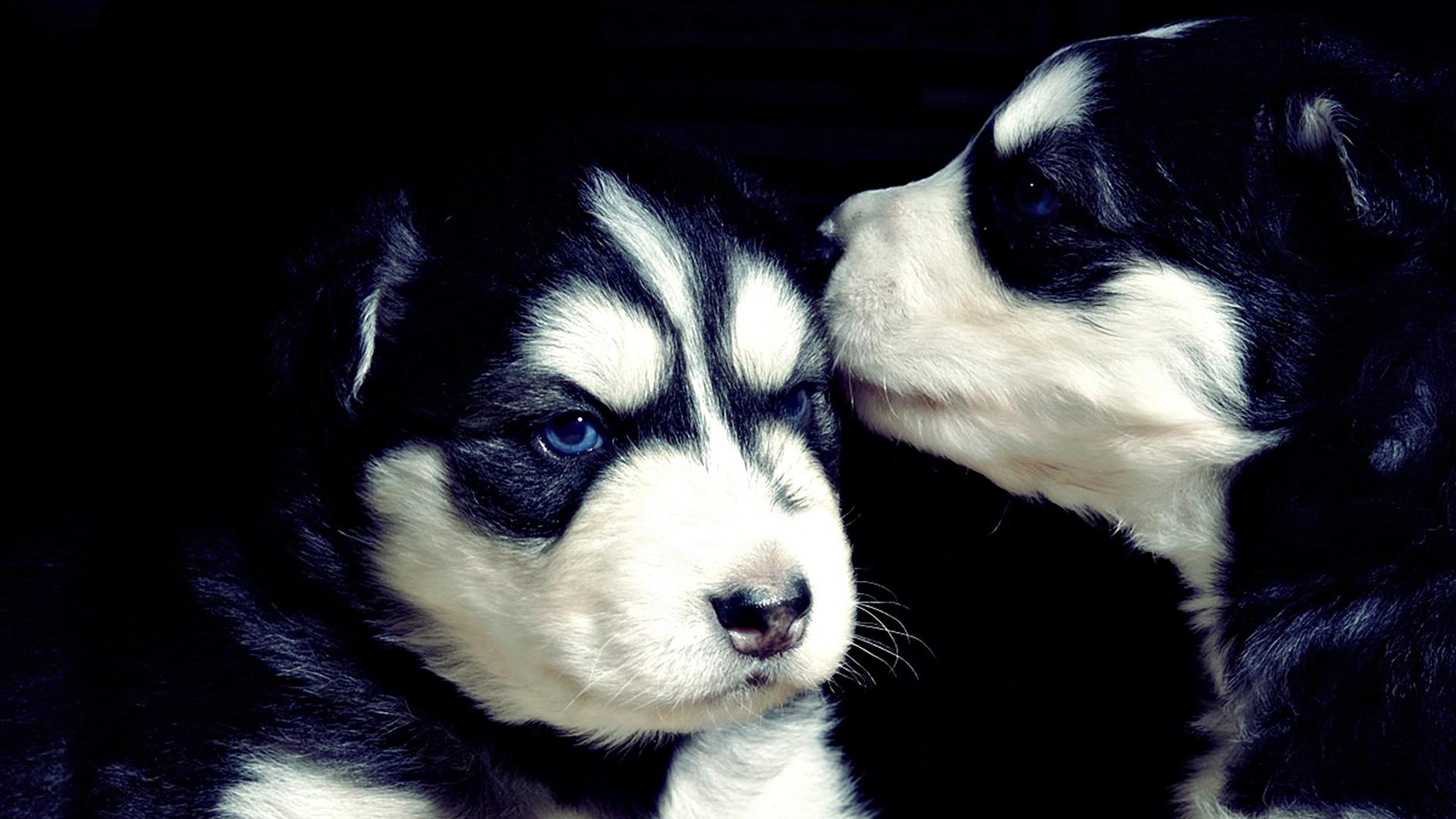 puppies kissing wallpaper
