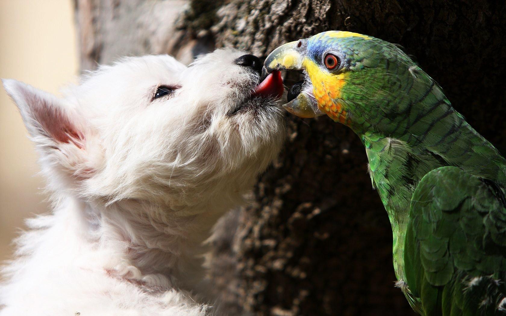 dogs kissing parrots 1680x1050 wallpaper High Quality