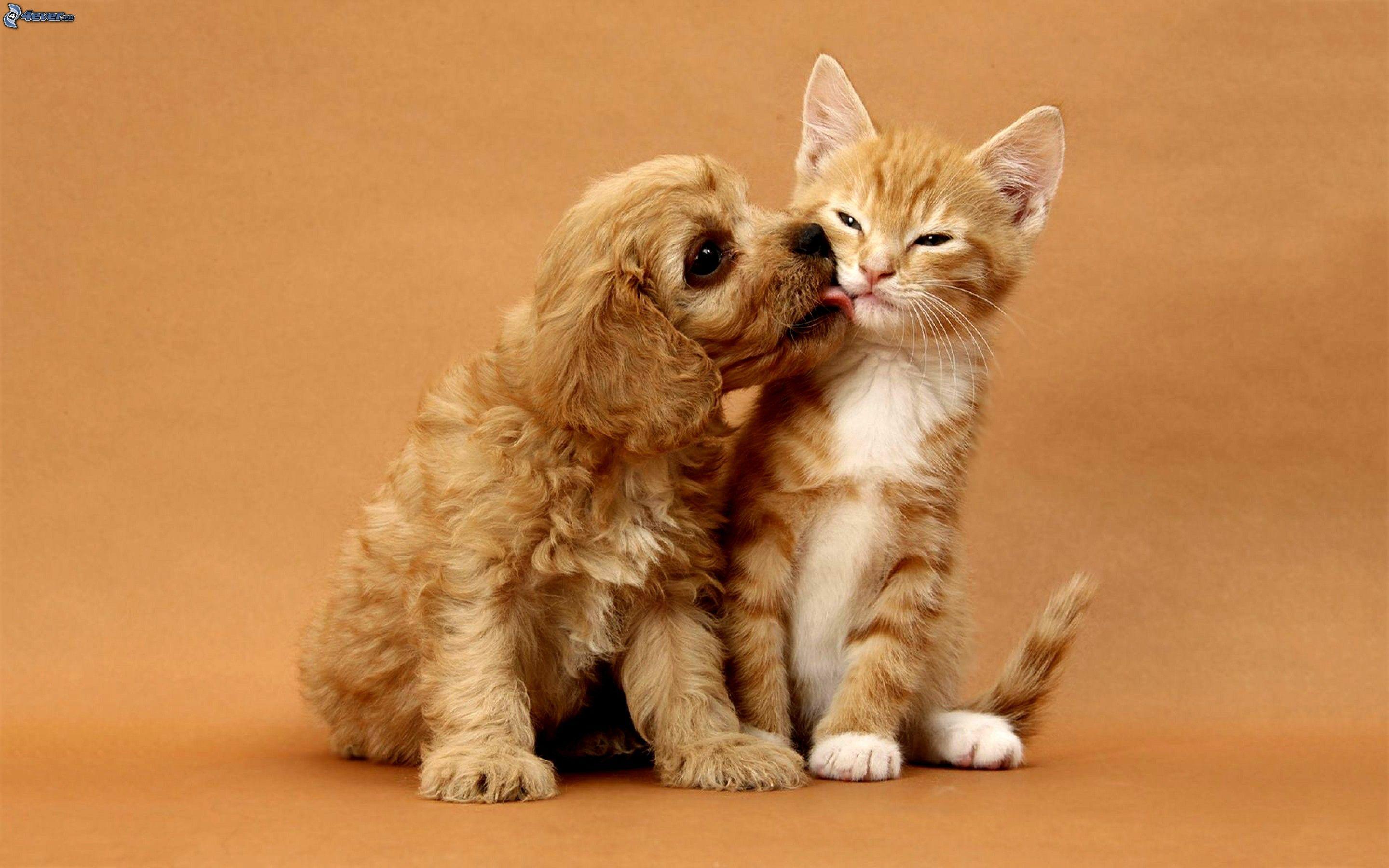 Kissing Dogs Wallpapers Wallpaper Cave