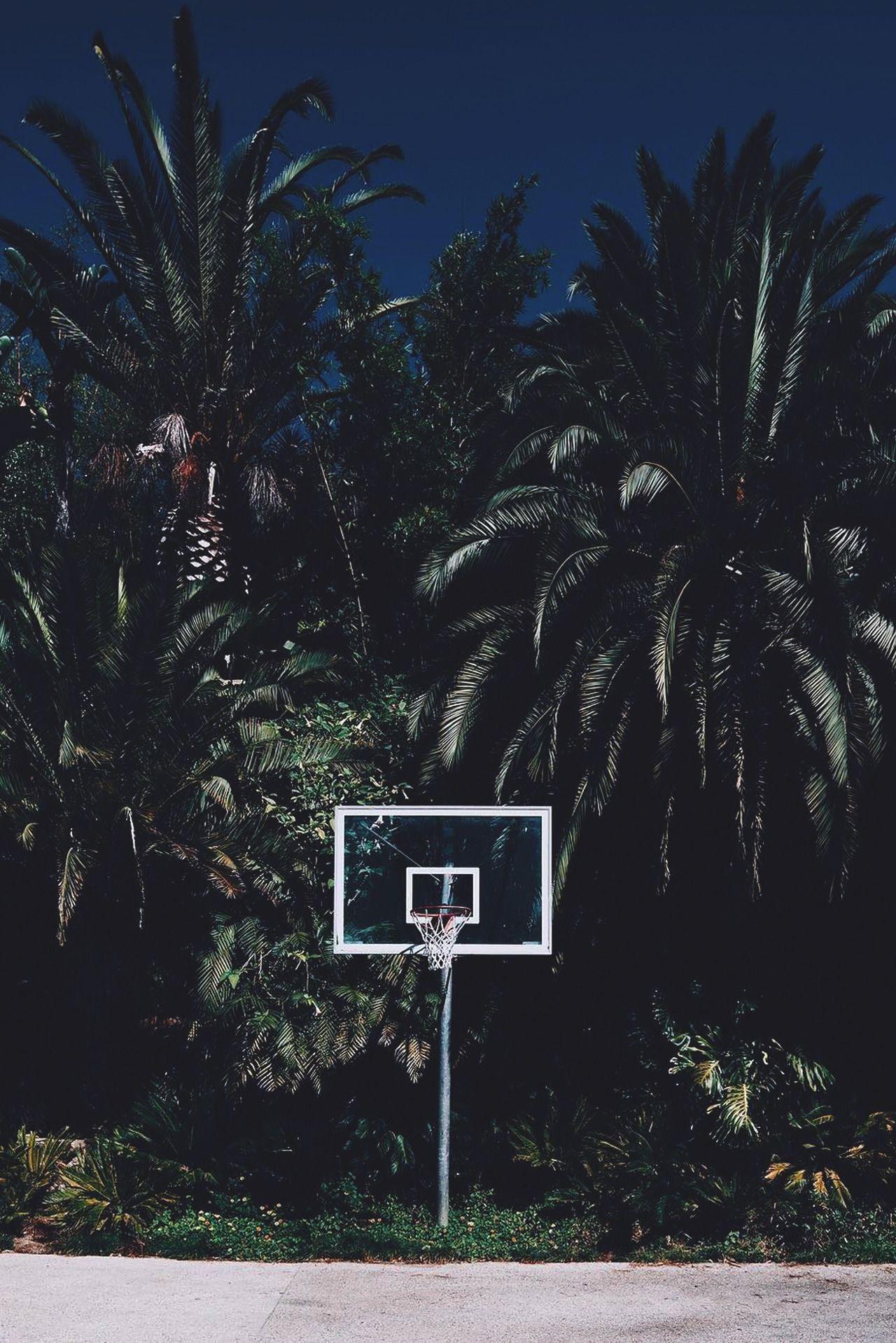 Basketball. Palm tree iphone