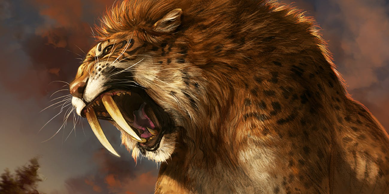Ancient DNA Connects Saber Toothed Tigers And House Cats