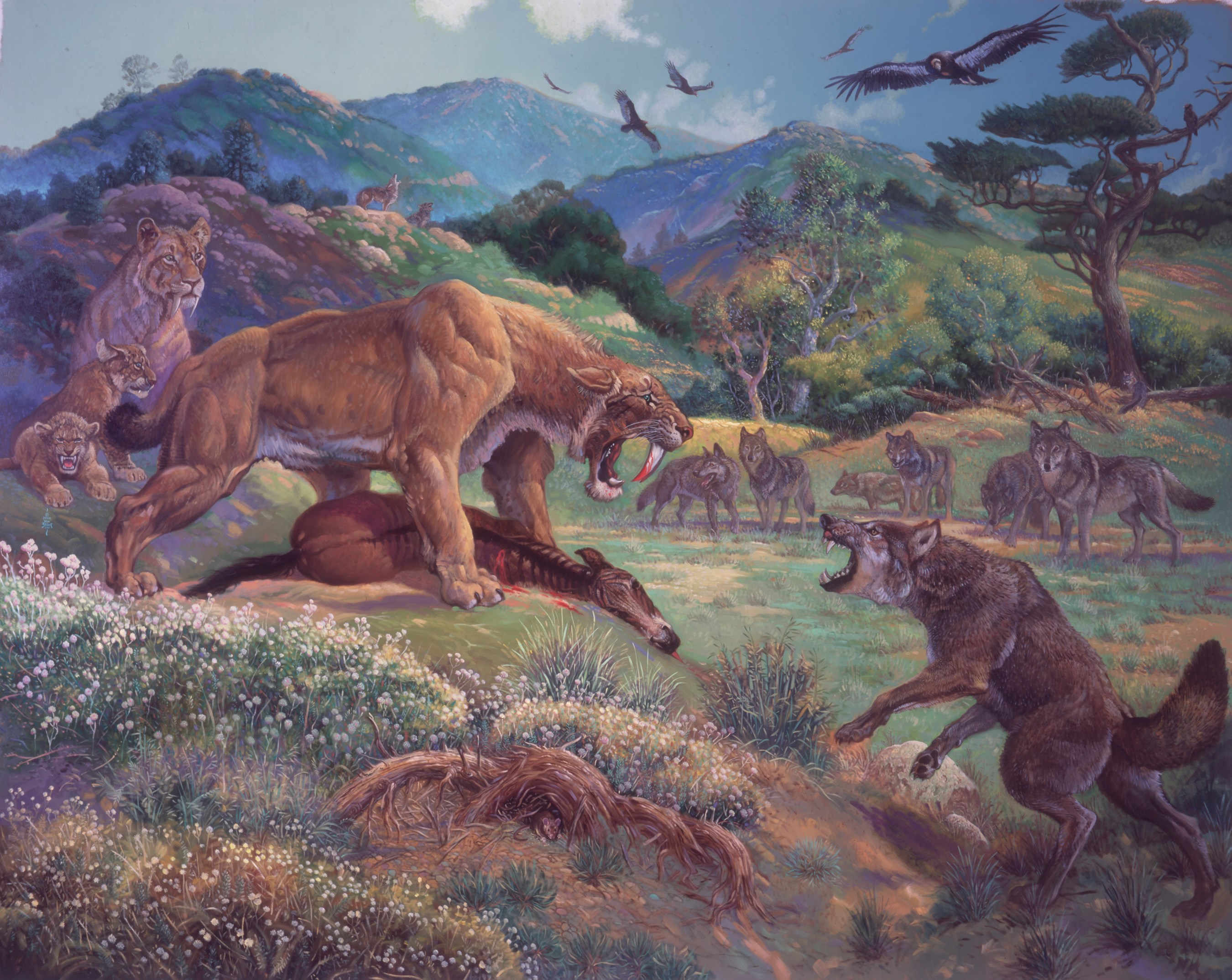 Did The Saber Tooth Tiger Go Extinct Free Wallpaper