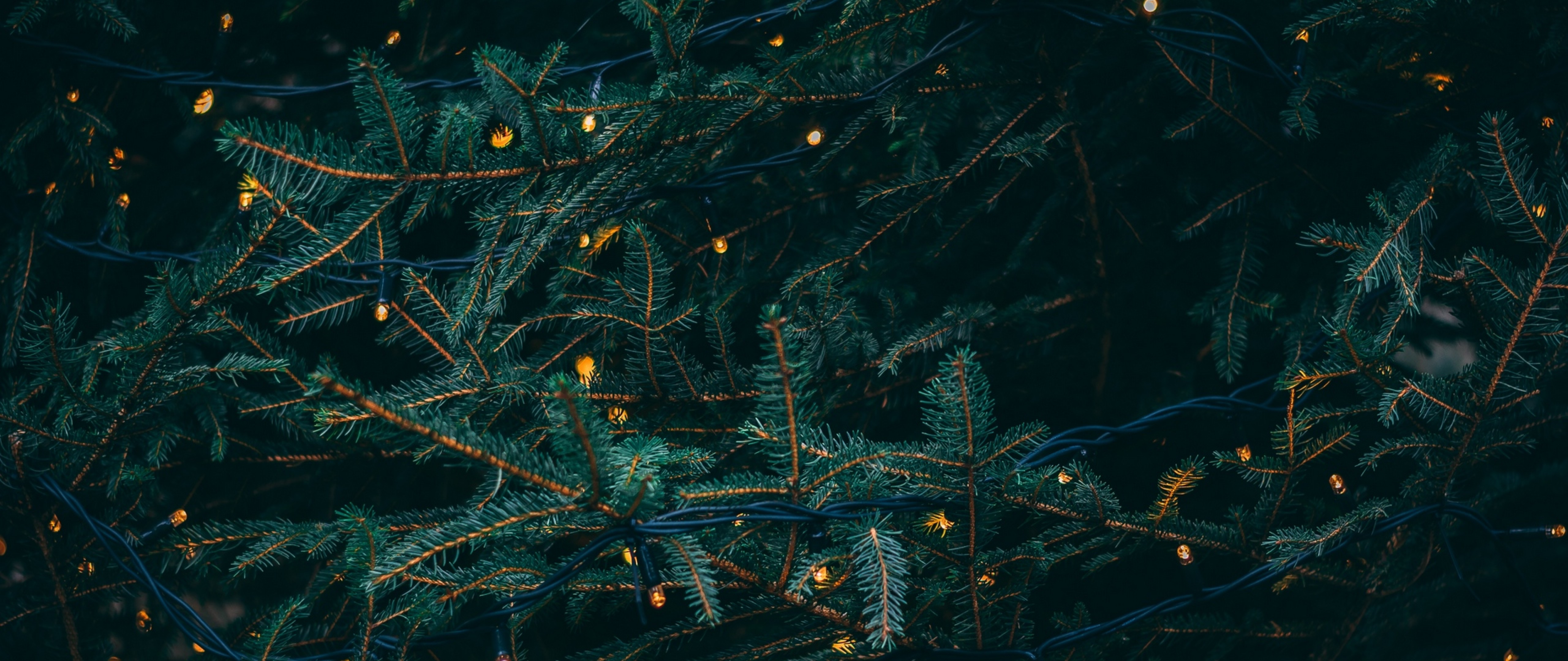 Christmas tree lights beauty HD Wallpaper 4K Ultra HD Wide