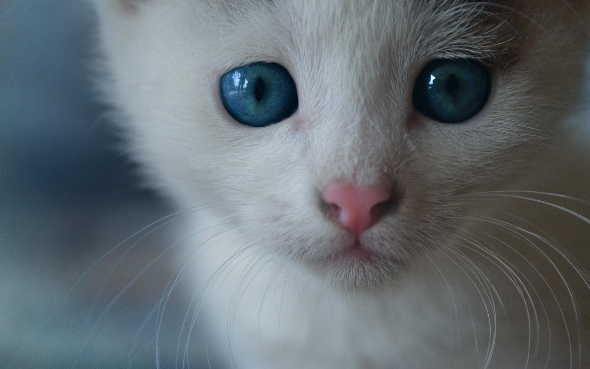 White cat blue eyes