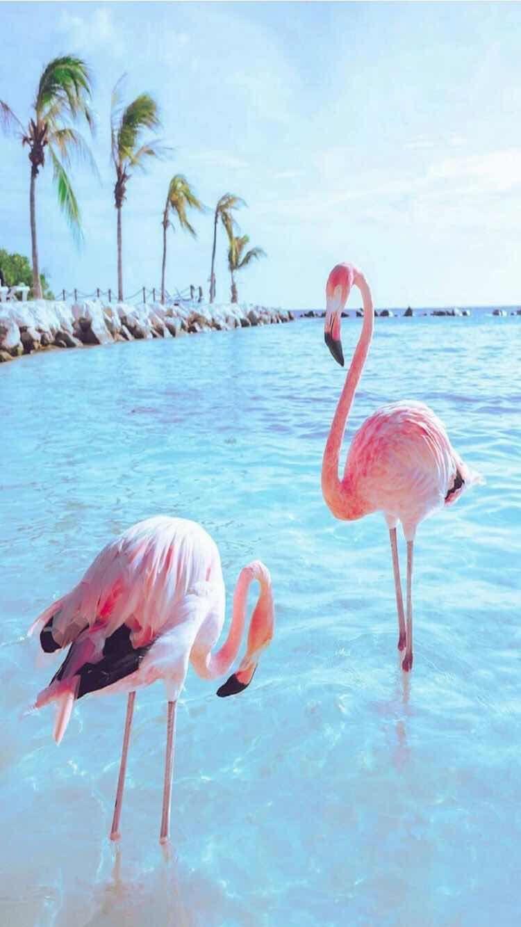 iPhone and Android Wallpaper: Flamingo Bird Wallpaper