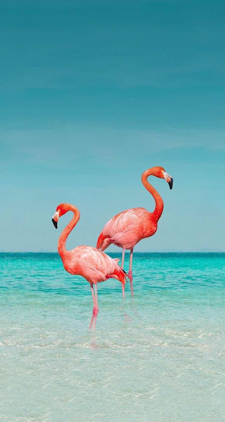 iPhone and Android Wallpaper: Flamingo Wallpaper for iPhone
