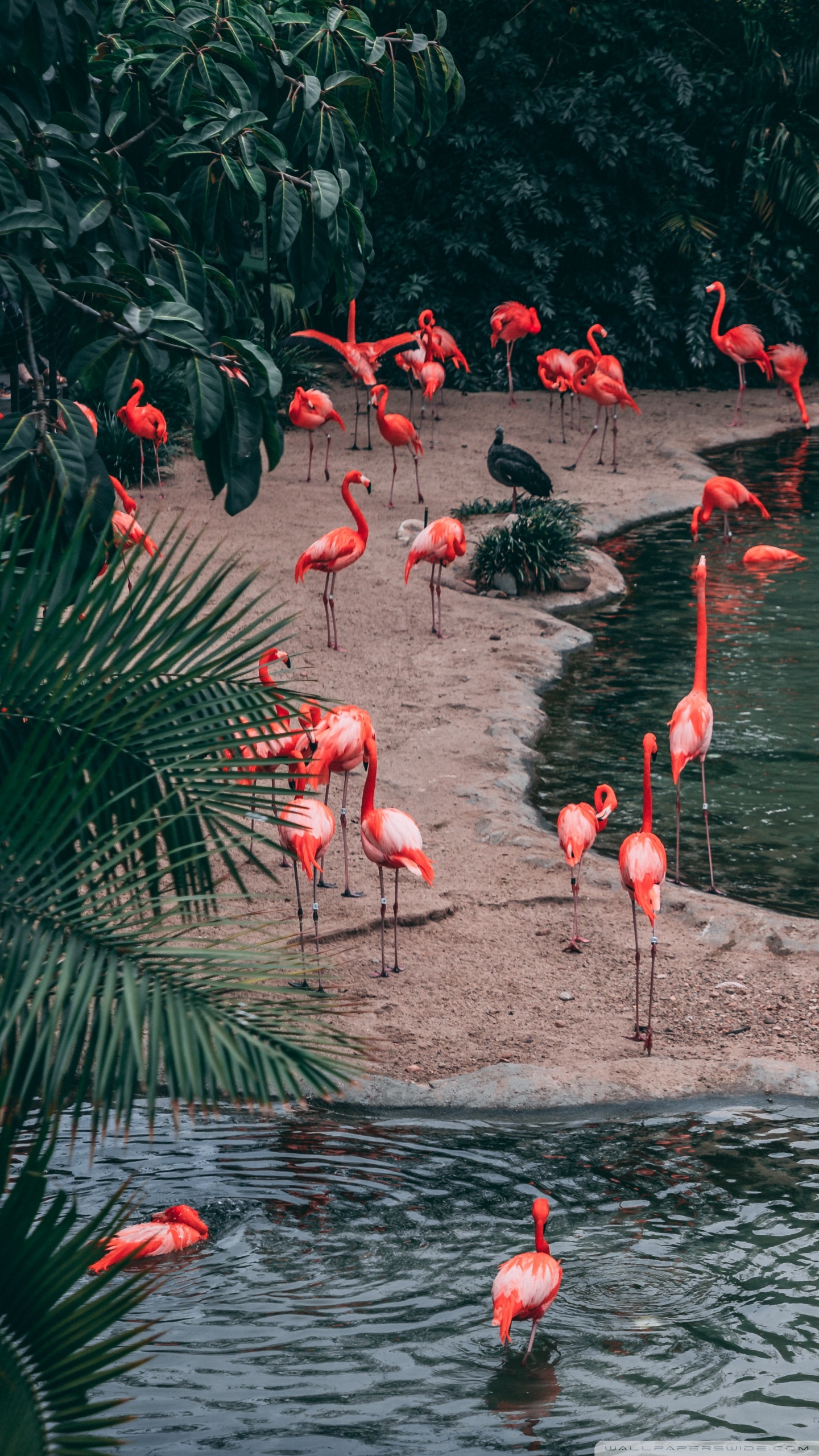 Flamingo Birds ❤ 4K HD Desktop Wallpaper for 4K Ultra HD TV