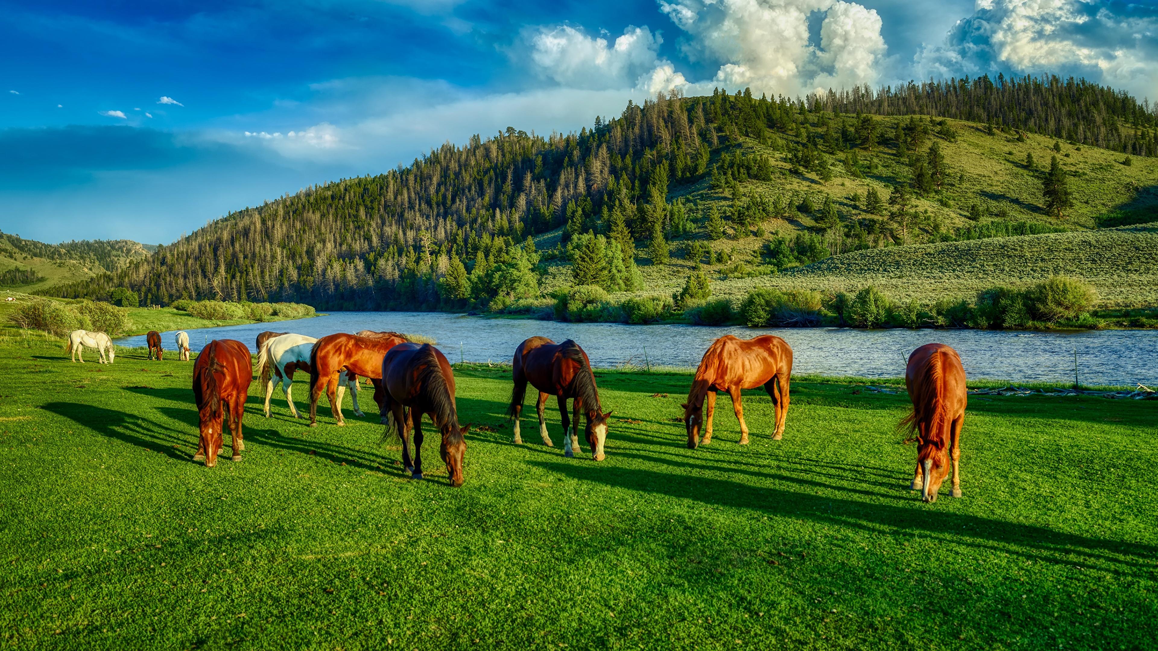 Desktop Wallpaper horse USA Wyoming HDR Hill Meadow Grass