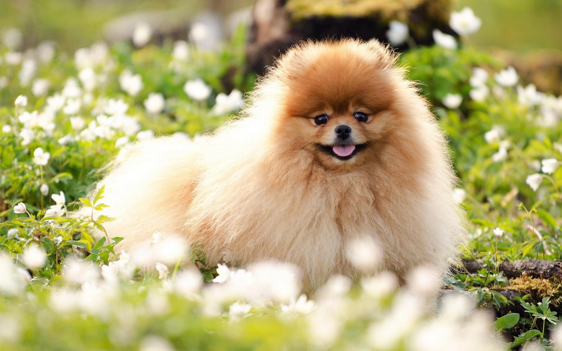 Beautiful Pomeranian dog free Photo collection Wallpaper