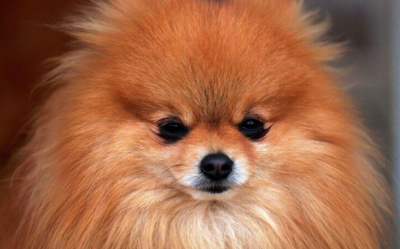 Brown Pomeranian Wallpaper. Animals. Dogs, puppies