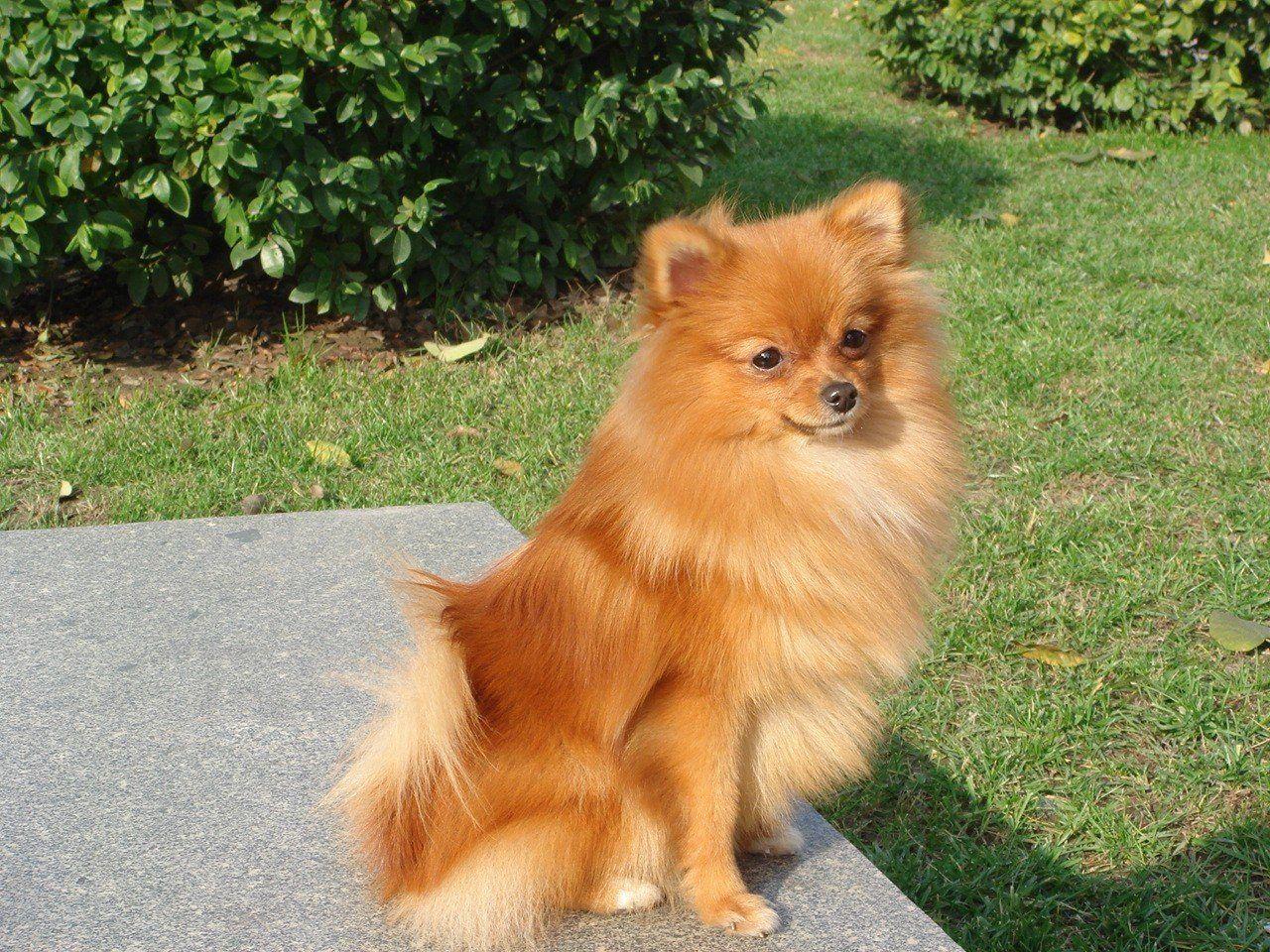 brown pomeranian dog. Cute pomeranian, Dog wallpaper, Dog