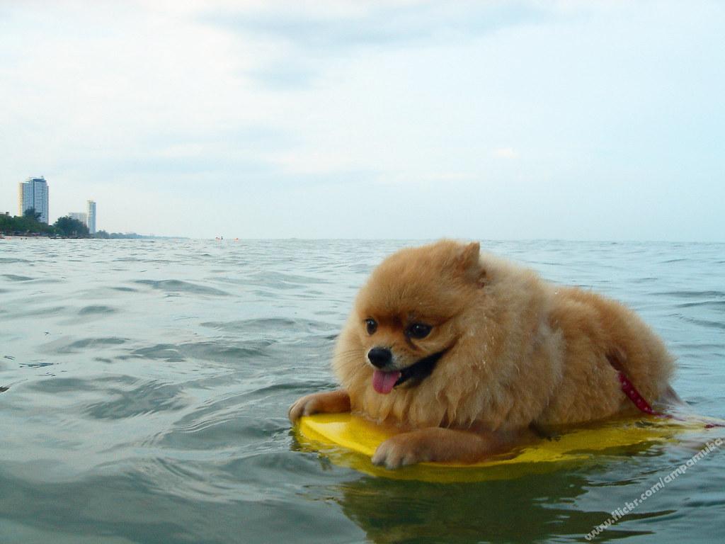 Poor Little Pom Pom / Pompom Dog Practice Swimming On Swim