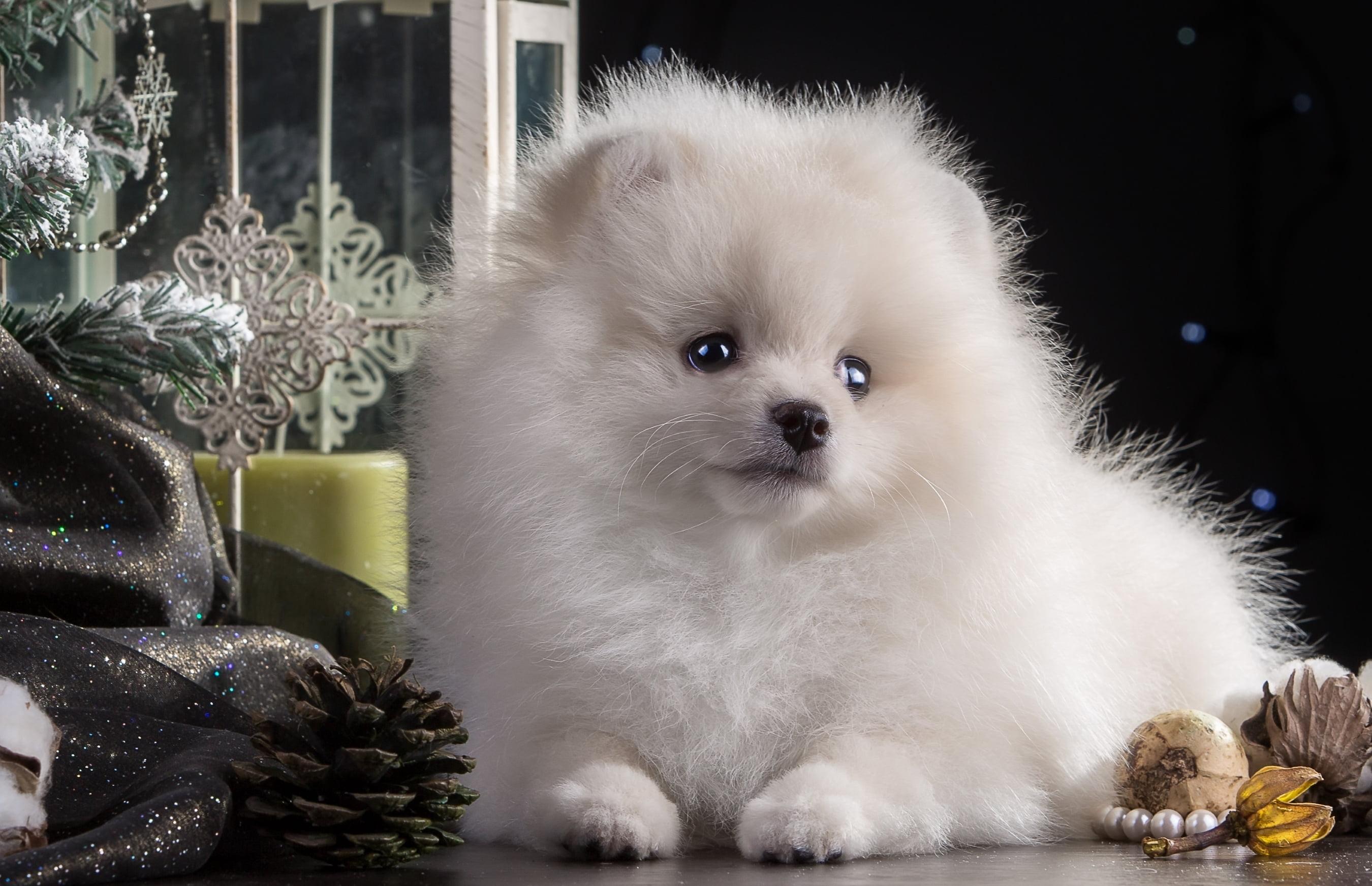 White Pomeranian dog HD wallpaper