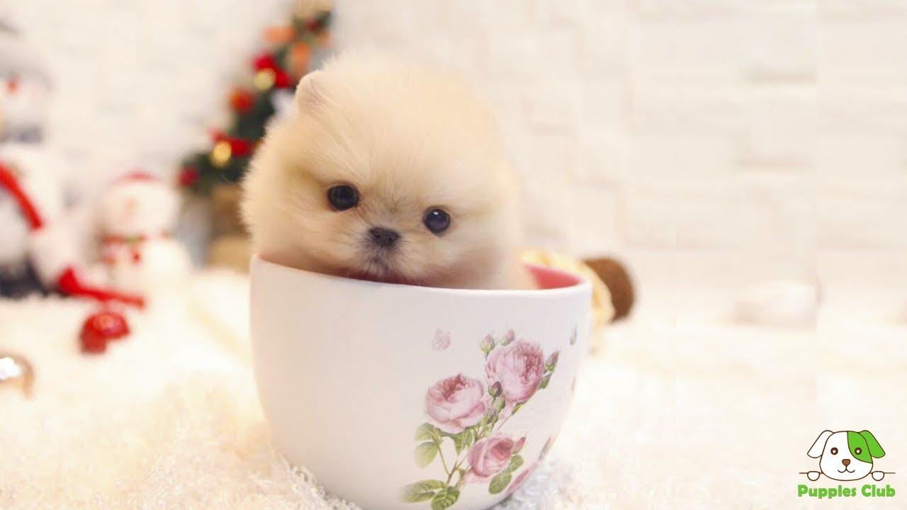 Cutest Teacup Pomeranian Puppies and Dogs