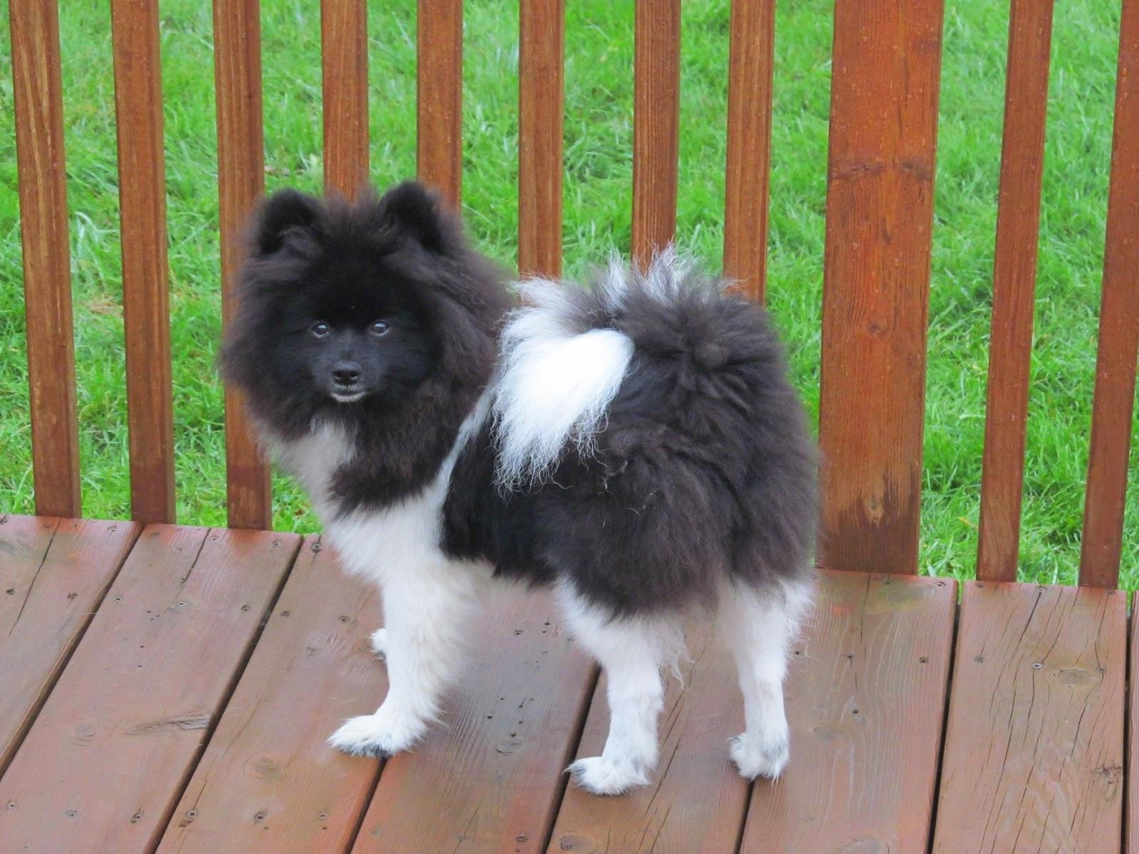 Pets and other Critters: Breed Profile: Pomeranian