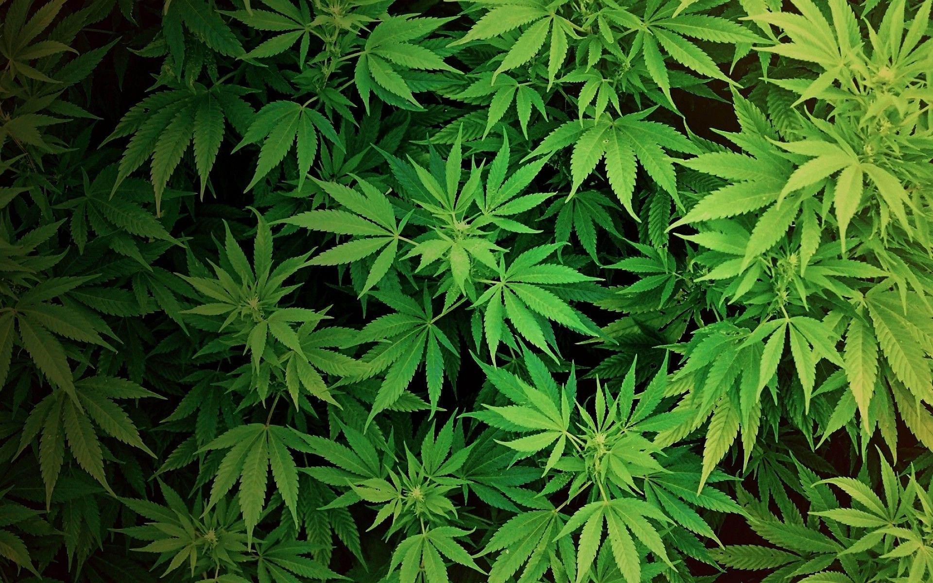 Cannabis Wallpaper Free Cannabis Background