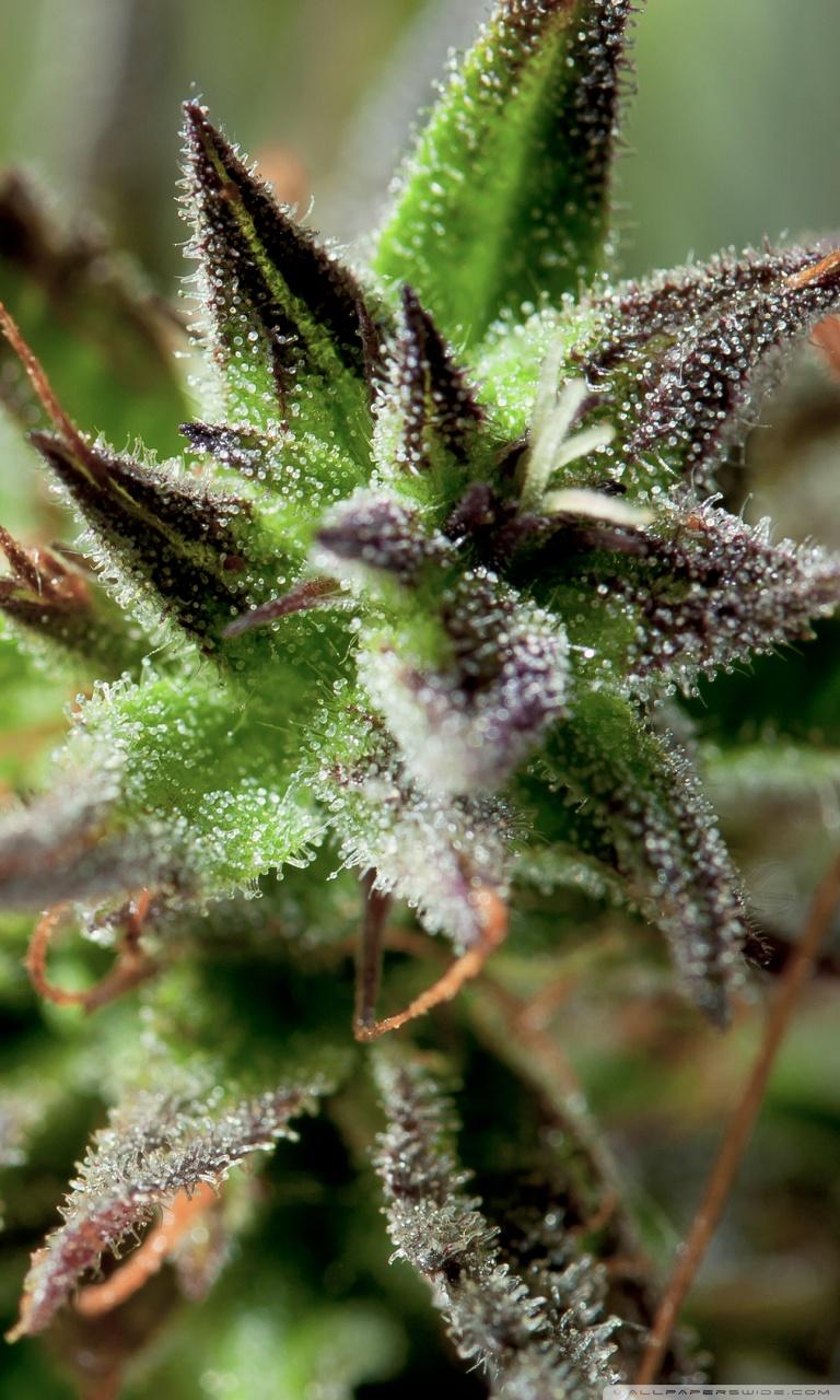 Smartphone 5 - Weed Wallpaper Phone, HD Wallpaper