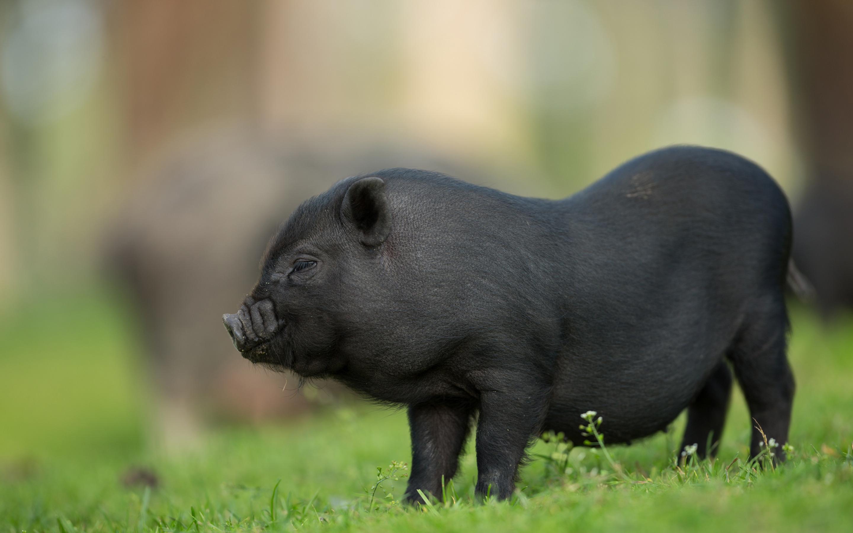 Download wallpaper black pig, decorative little pig, cute