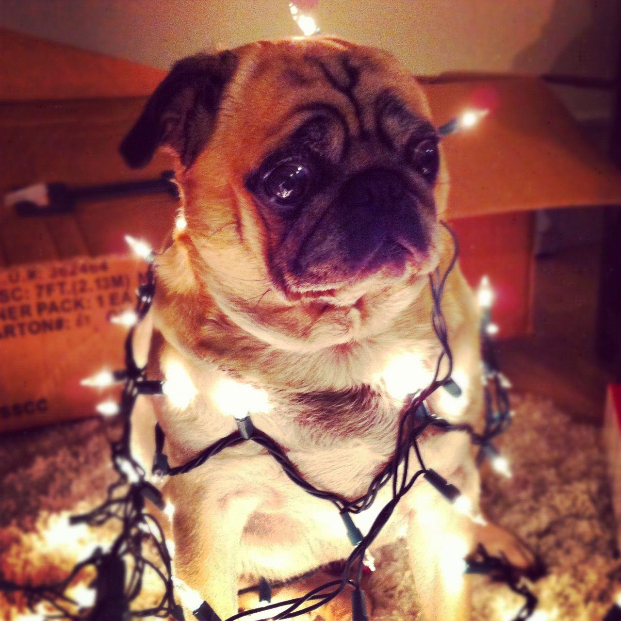 Christmas pug. Pugs, Pugs funny, Cute pugs