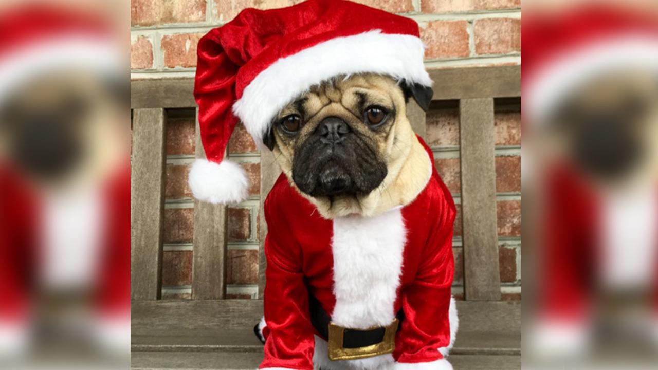 This adorable pug has more Christmas spirit than you