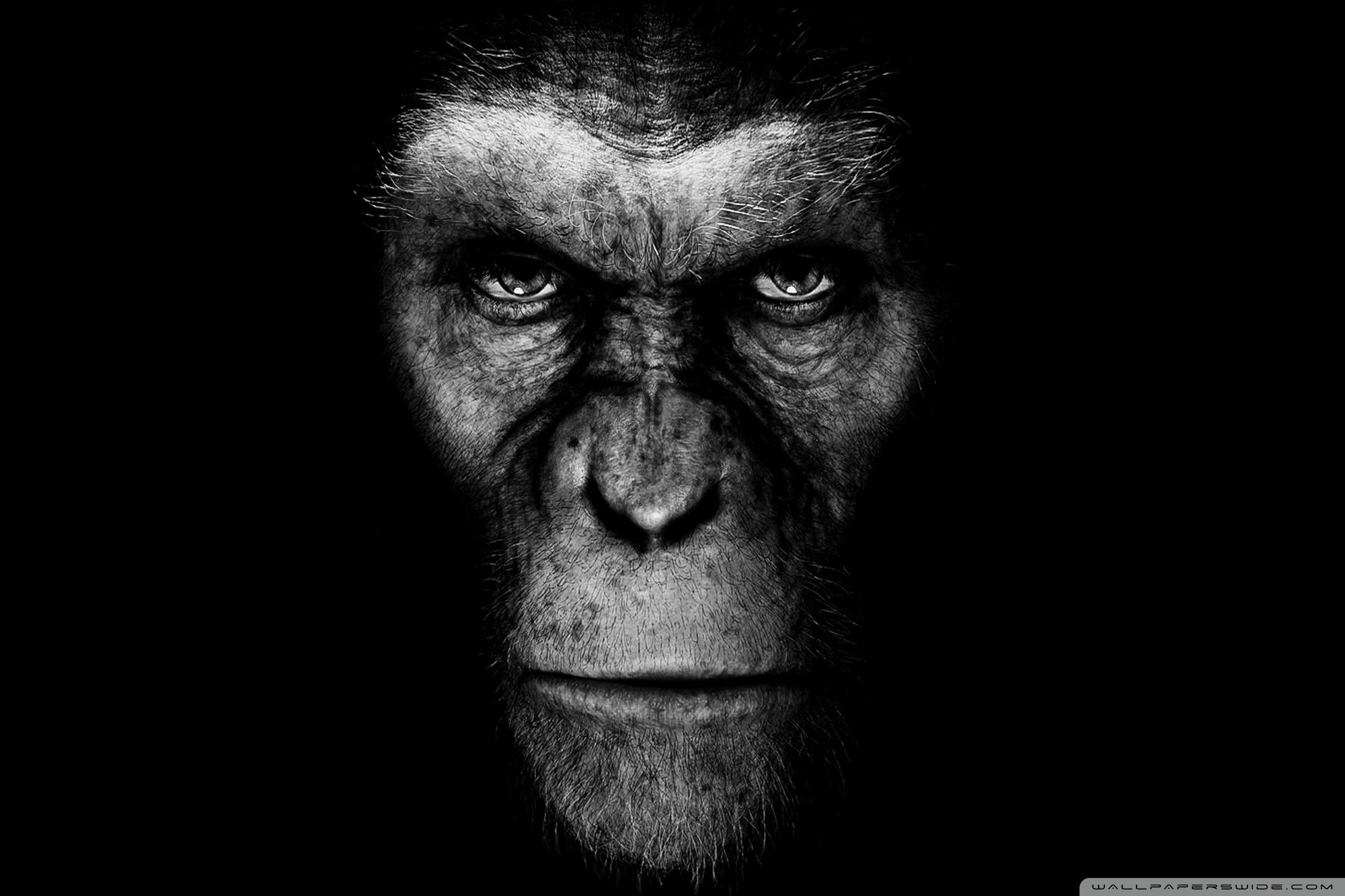 War For The Planet Of The Apes Wallpapers - Wallpaper Cave