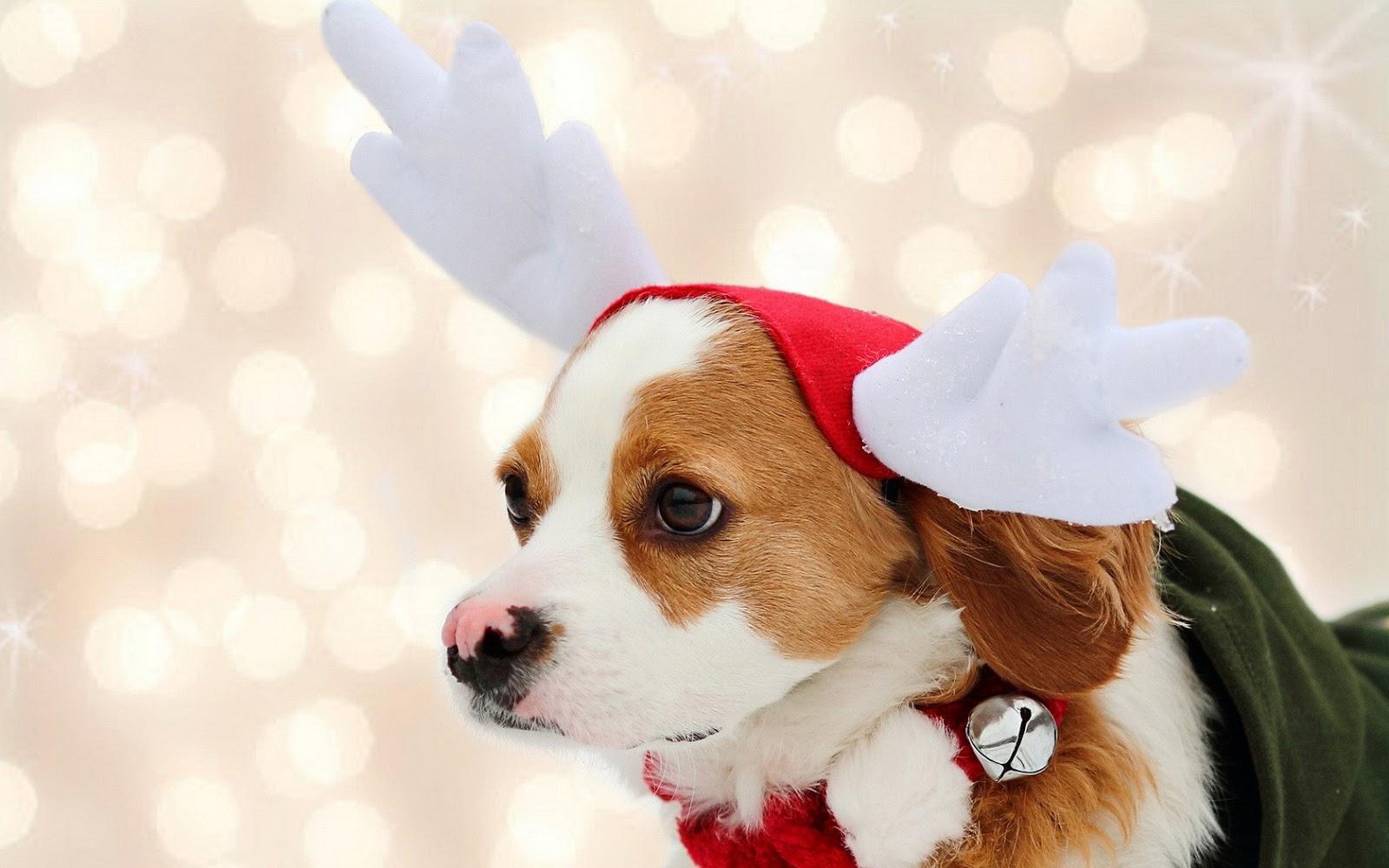 Dog Holiday HD Wallpaper