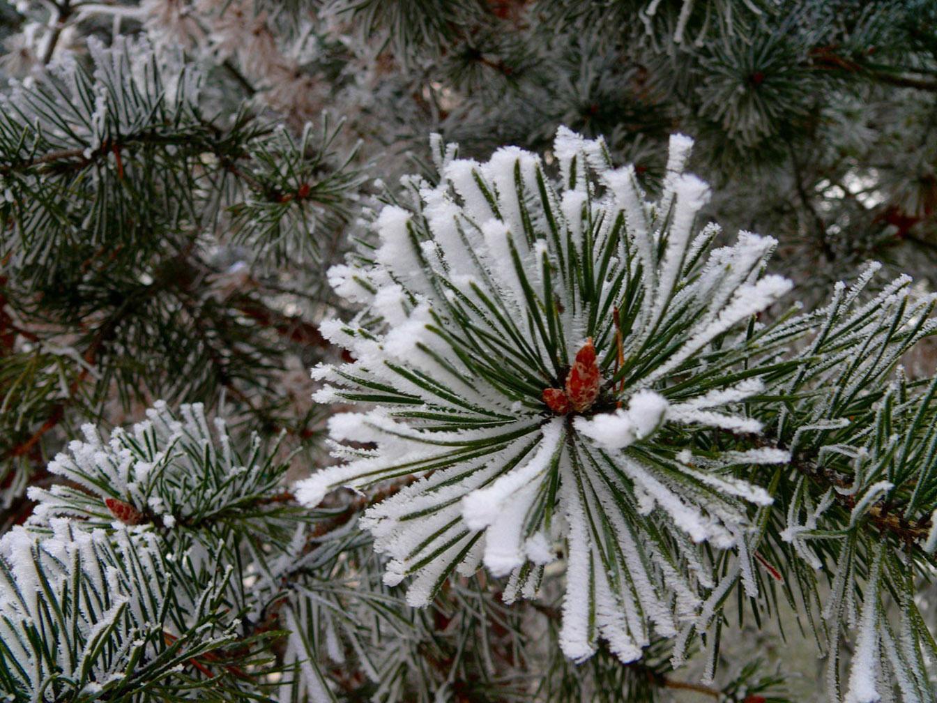 Free download Winter Pine Trees Wallpaper [1344x1008]