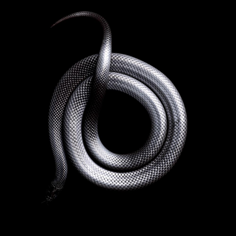 Black Mamba Snake Wallpaper Wallpaper iPhone X, HD